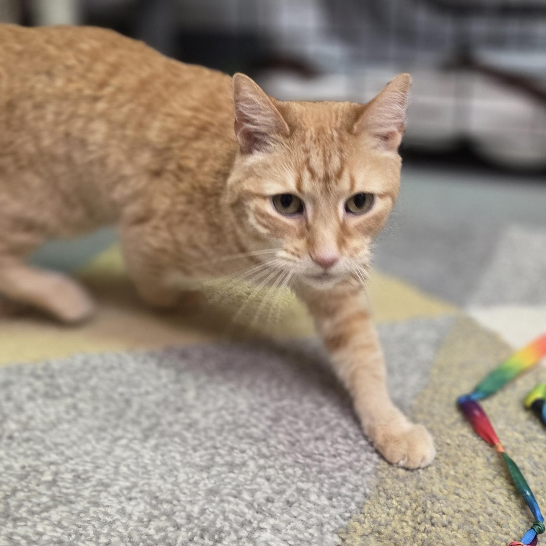 Frito, a ADOPTABLE Domestic Short Hair in Louisville, OH image 3/3
