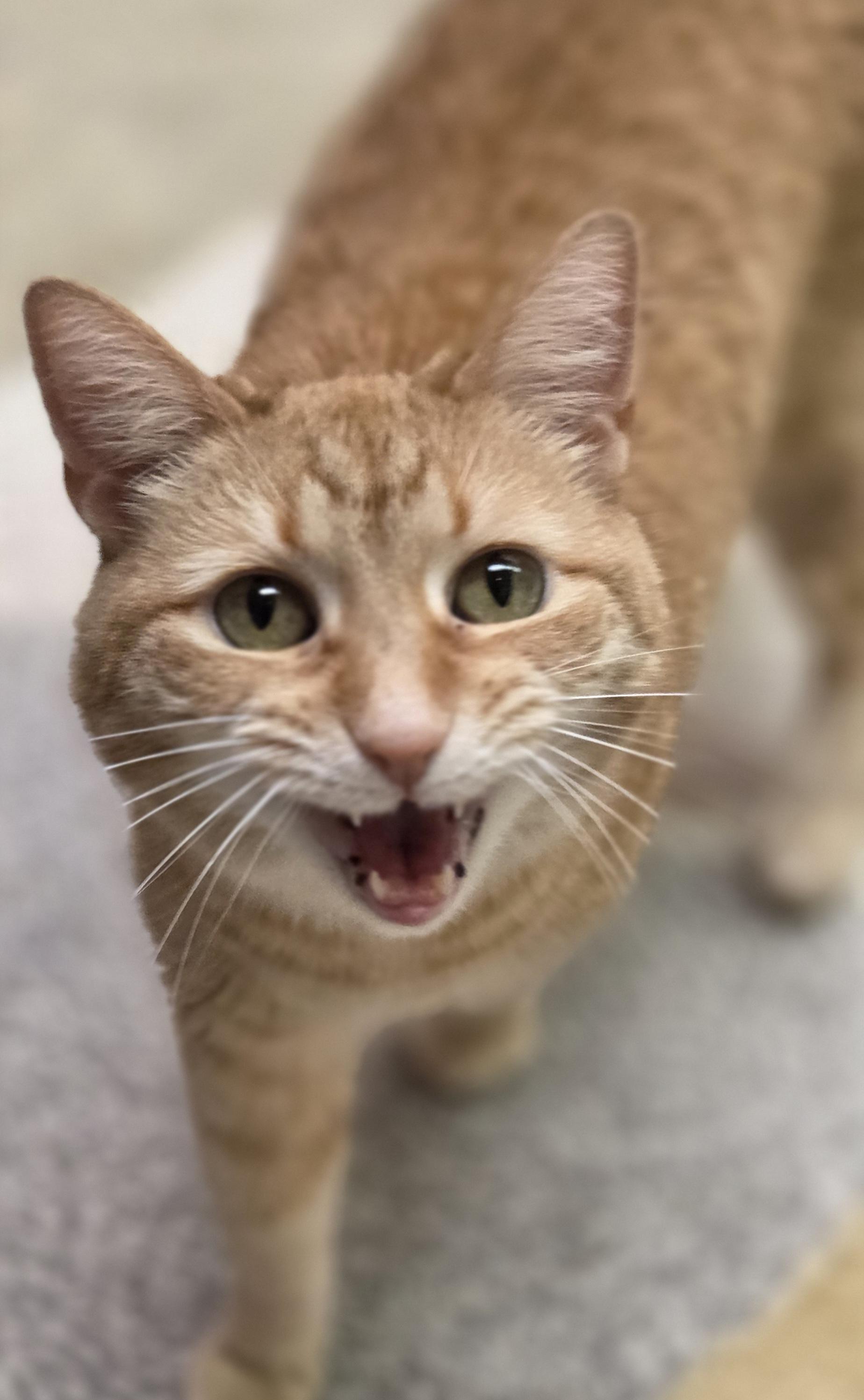 Frito, ADOPTABLE, Adult Female Domestic Short Hair.