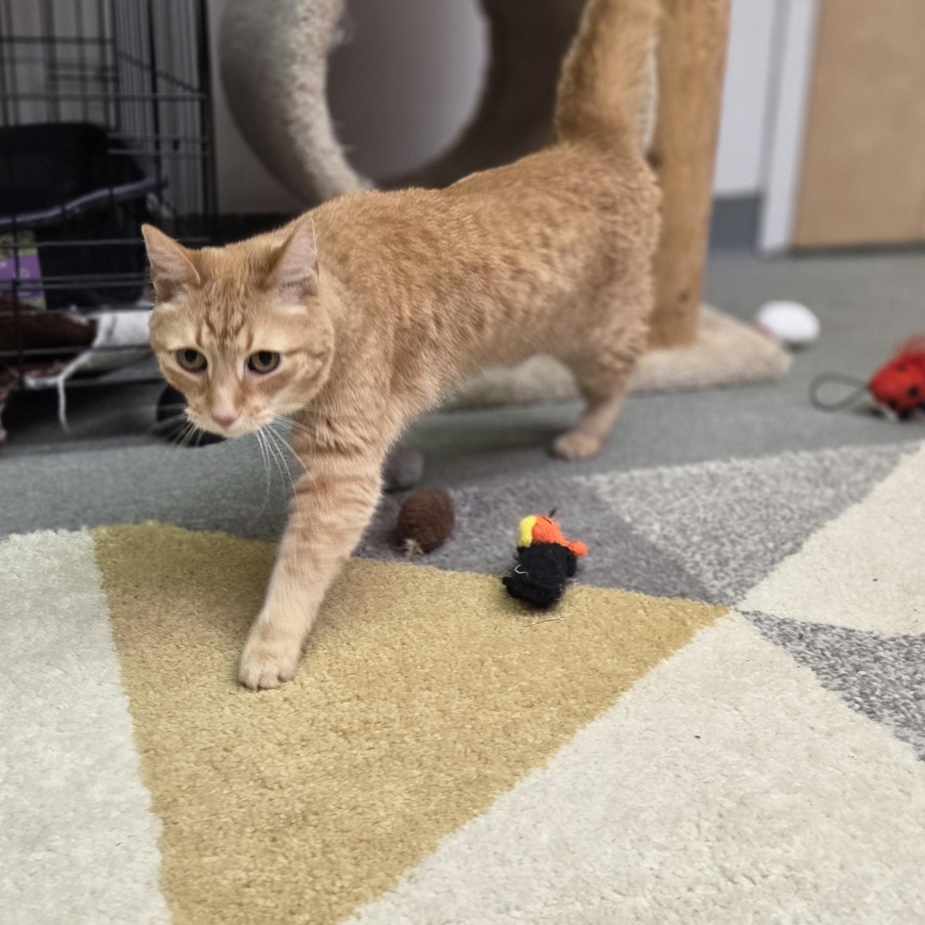 Frito, a ADOPTABLE Domestic Short Hair in Louisville, OH image 2/3