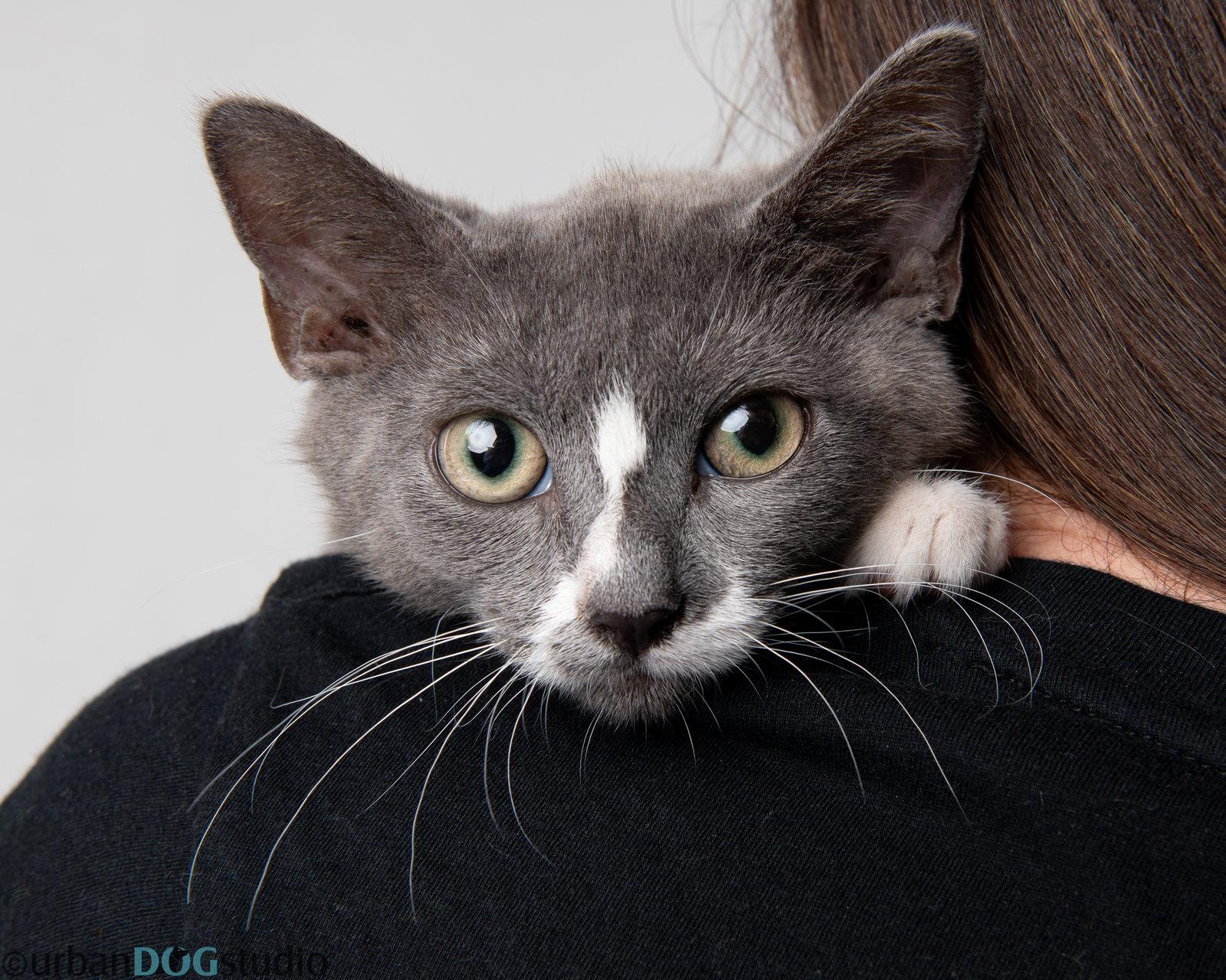 August - M, Adoptable, Young Male Domestic Short Hair.