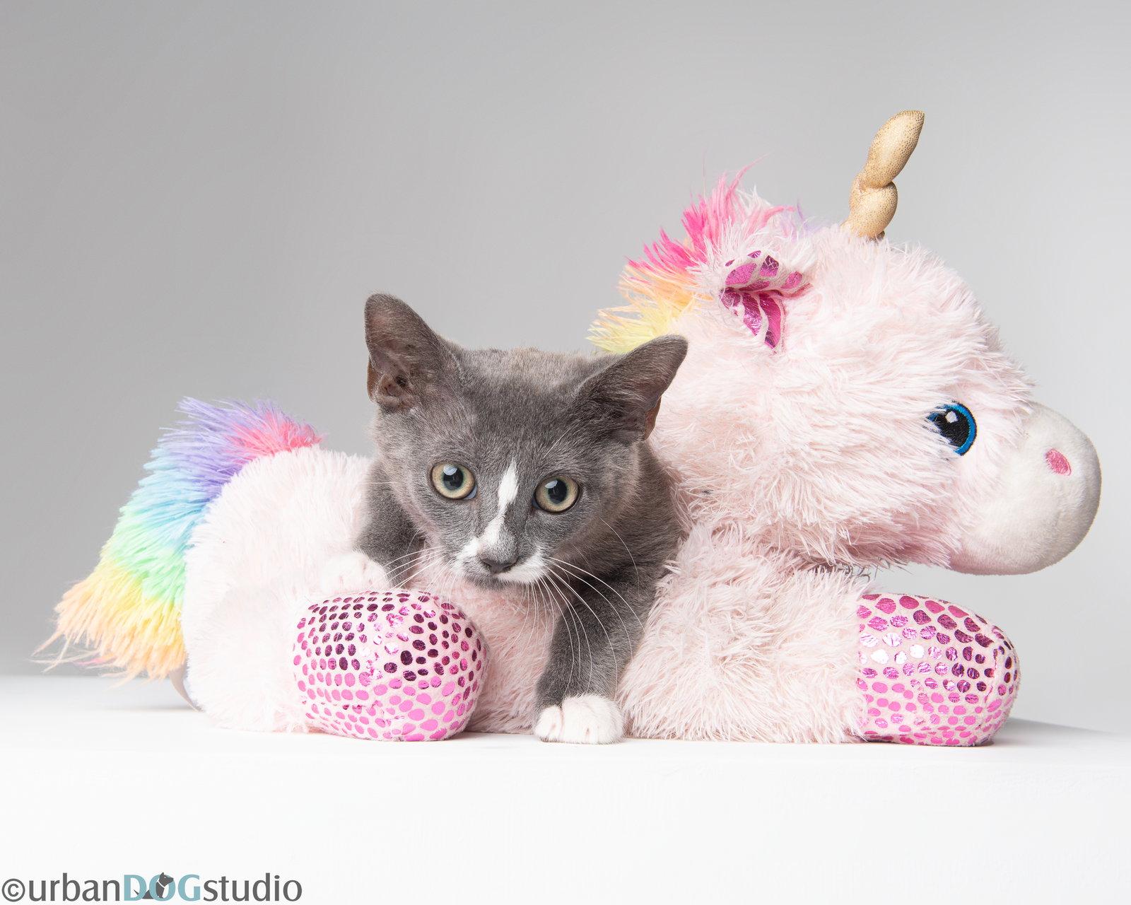 Enlarge August - M, a Adoptable Domestic Short Hair in Tampa, FL image 2/3