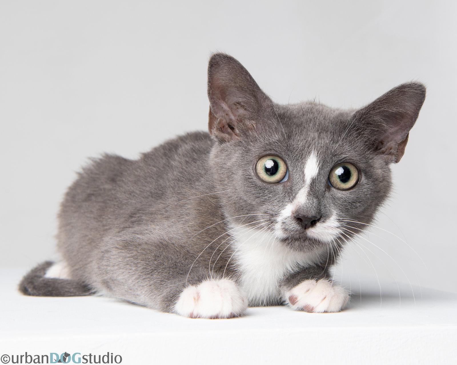 Enlarge August - M, a Adoptable Domestic Short Hair in Tampa, FL image 3/3