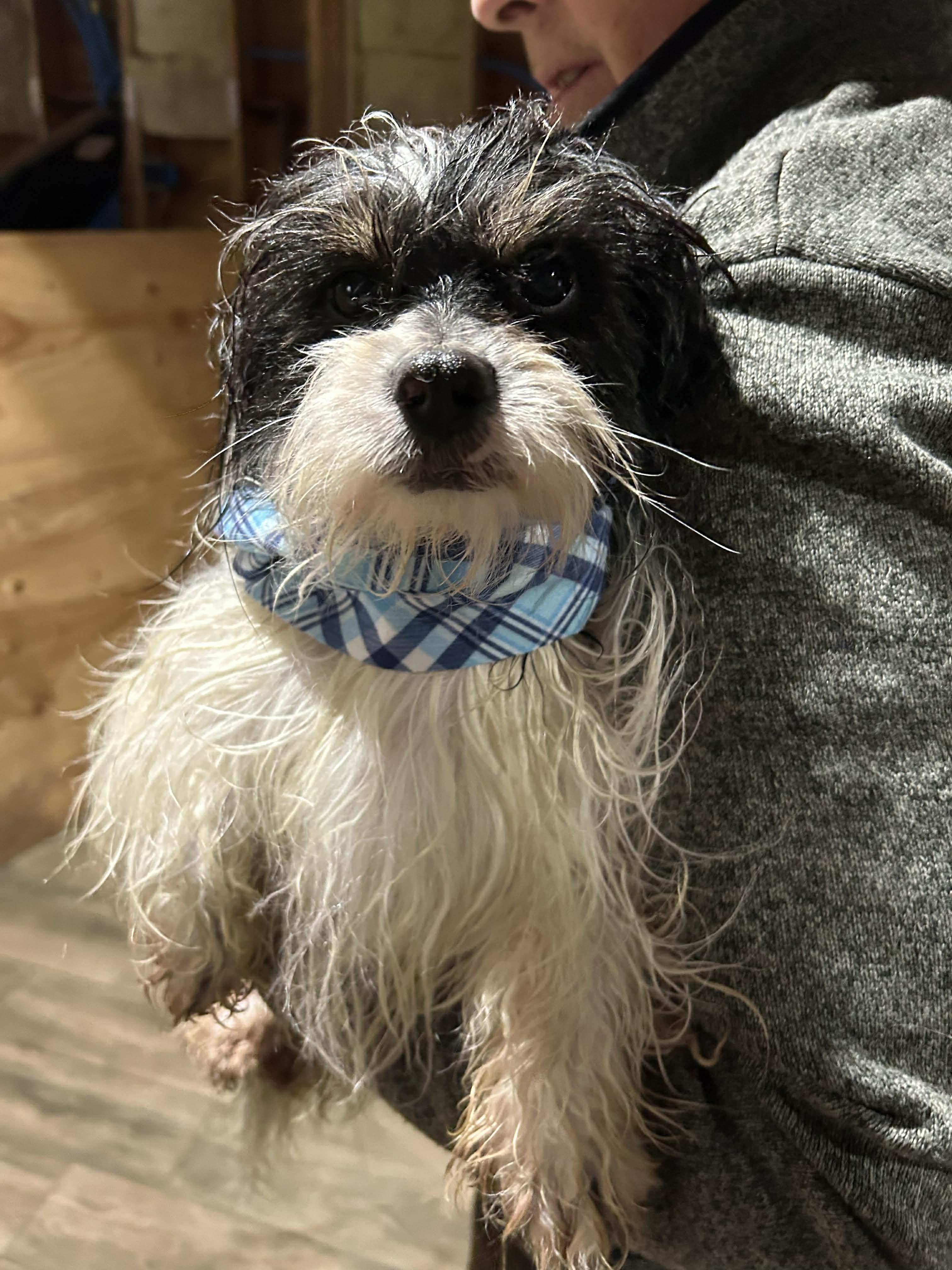 Enlarge Oreo, a Adoptable mixed breed in AUBURN, WA image 1/5