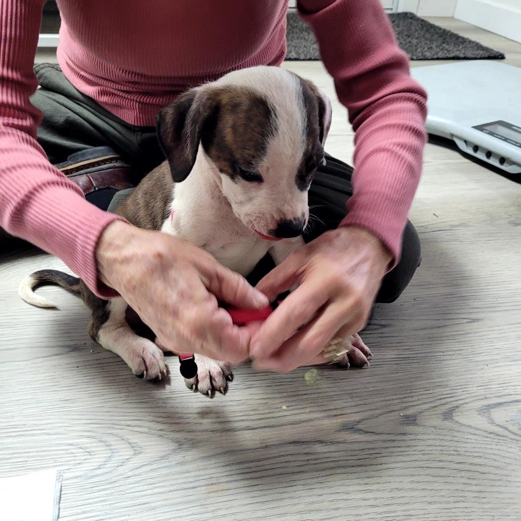 Enlarge Moss (Hot pink), a Adoptable Mixed Breed in Allyn, WA image 1/1