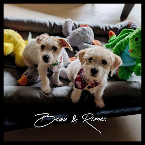 Romeo, Adoptable, Puppy Male Terrier & Mixed Breed.