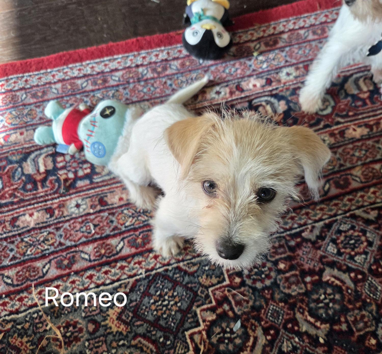 Romeo, a Adoptable mixed breed in Broken Arrow, OK image 1/3