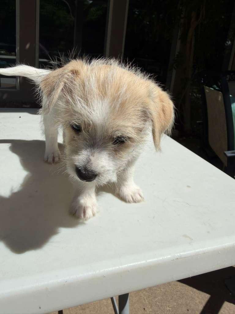 Romeo, Adoptable, Puppy Male Terrier & Mixed Breed.
