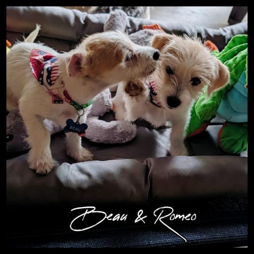 Romeo, a Adoptable mixed breed in Broken Arrow, OK image 2/5