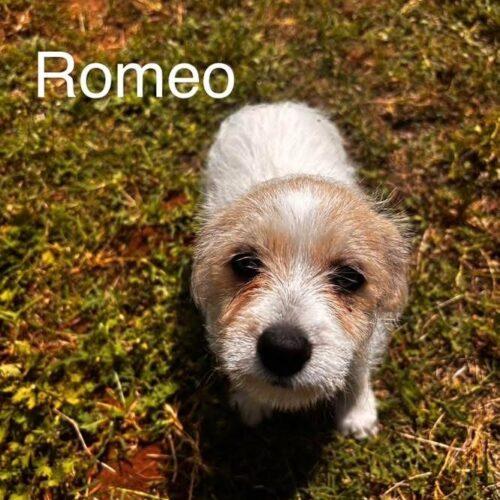 Enlarge Romeo, a Adoptable mixed breed in Broken Arrow, OK image 2/2