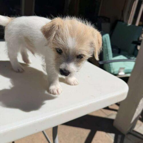 Romeo, a Adoptable mixed breed in Broken Arrow, OK image 3/3
