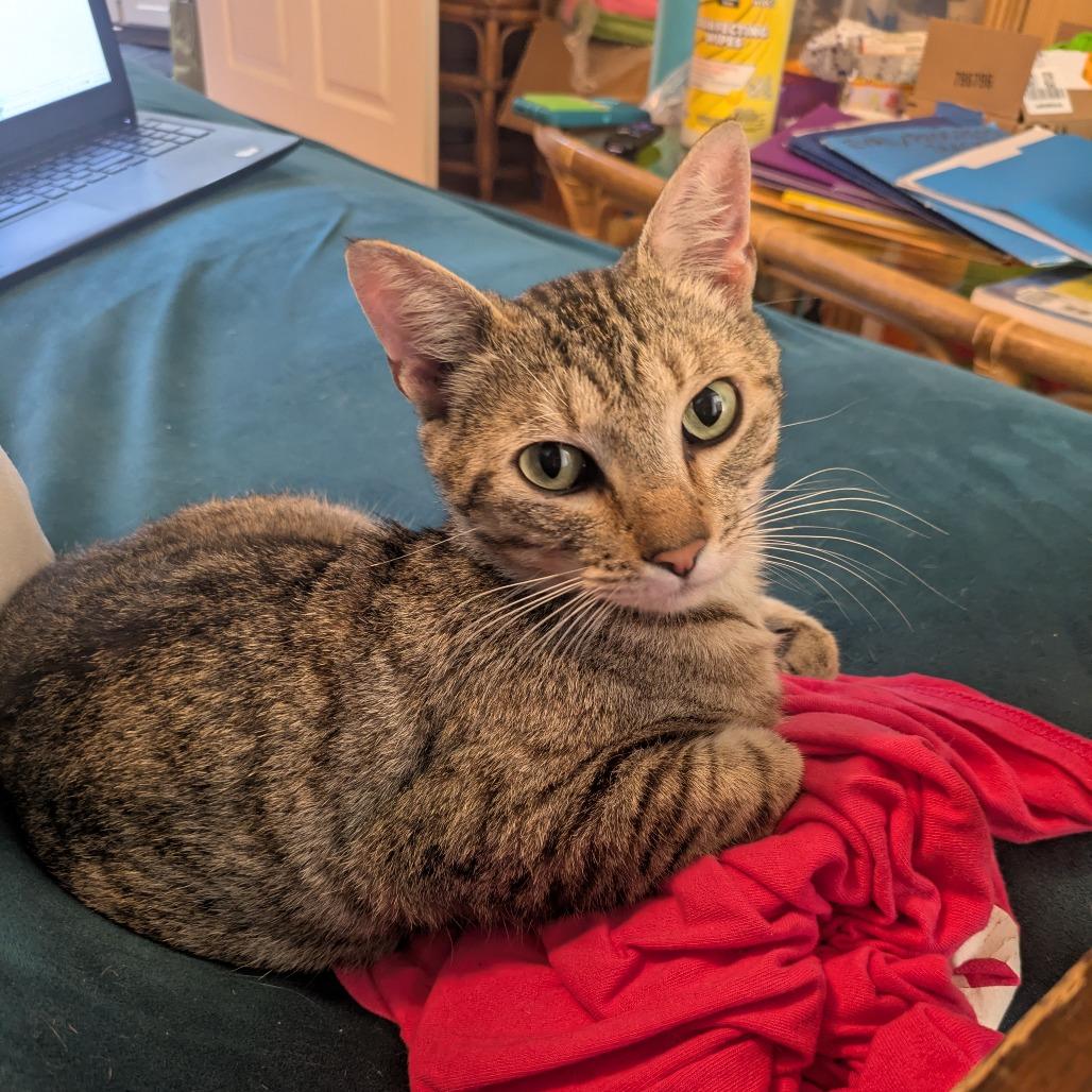 Enlarge Cage, a Adoptable Domestic Short Hair in Gainesville, FL image 1/2