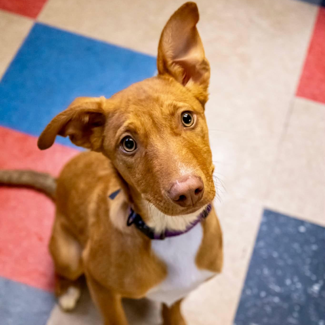 Mitzi, adopted, Puppy Female Australian Shepherd & Hound.