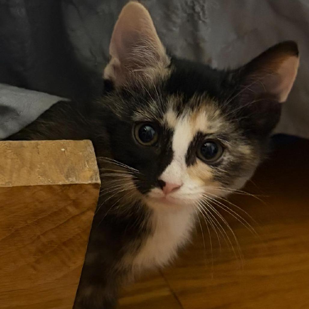 Enlarge Celine, a Adoptable Domestic Short Hair in North Myrtle Beach, SC image 1/1