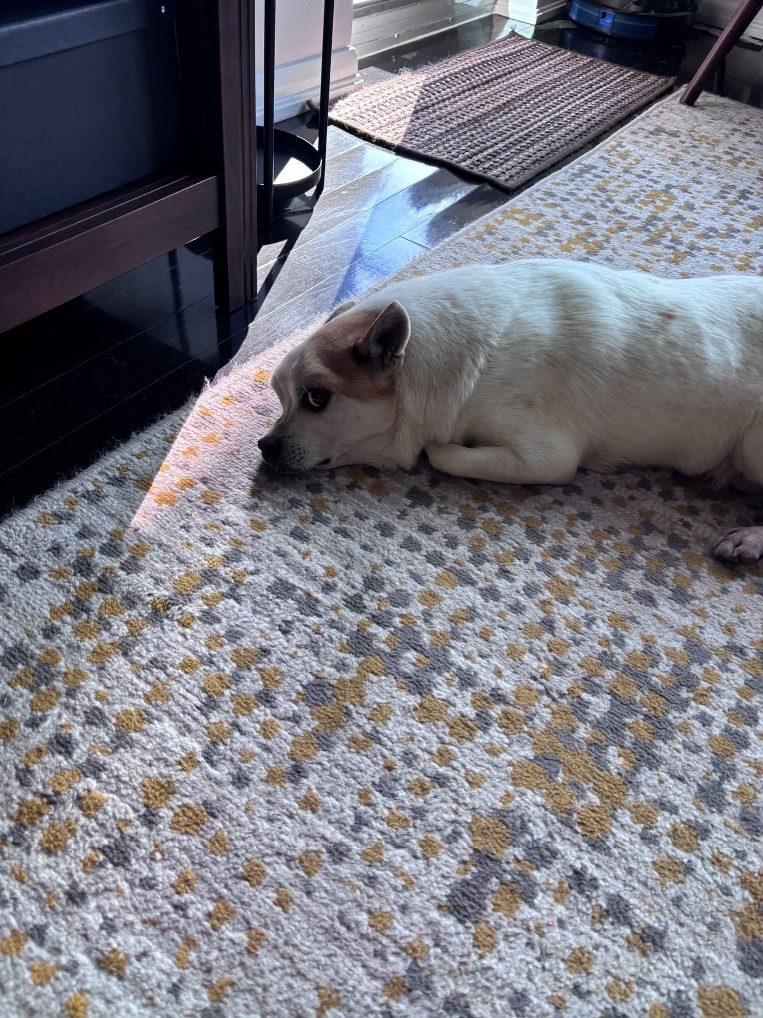 Pimpi, Adoptable, Adult Male Chihuahua & Spitz.