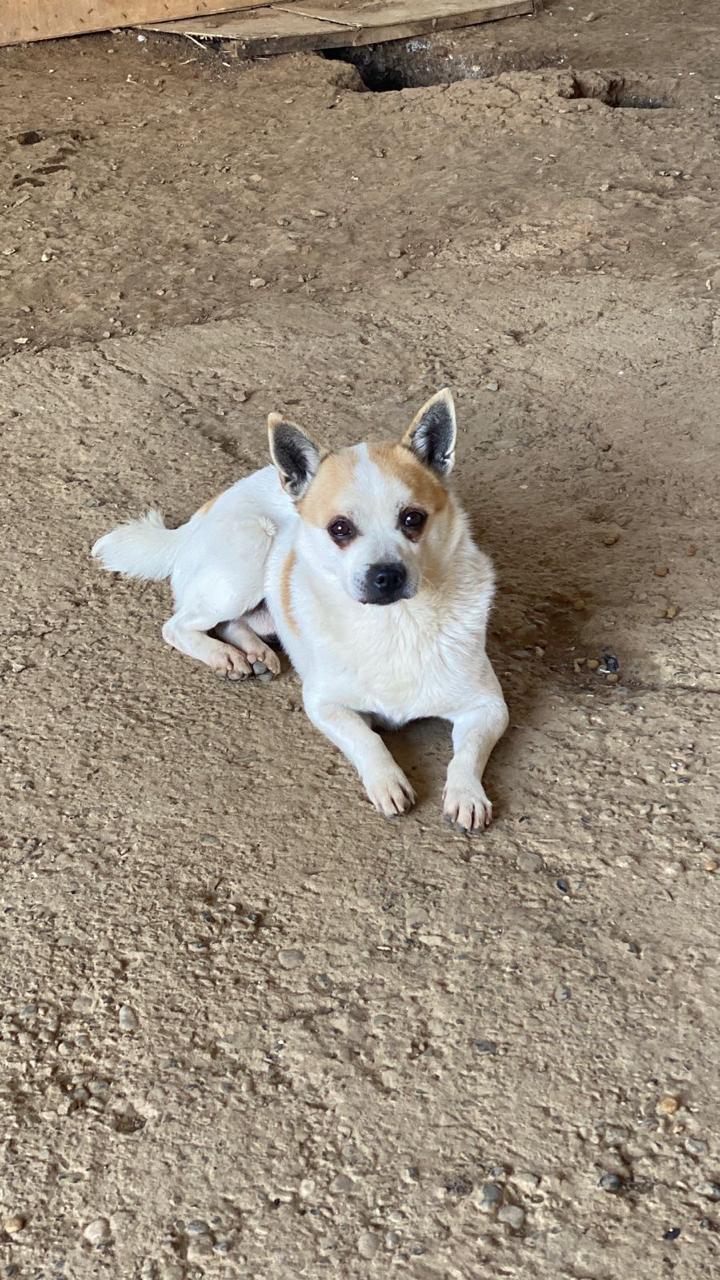 Enlarge Pimpi, a Adoptable mixed breed in Erin, ON image 2/4