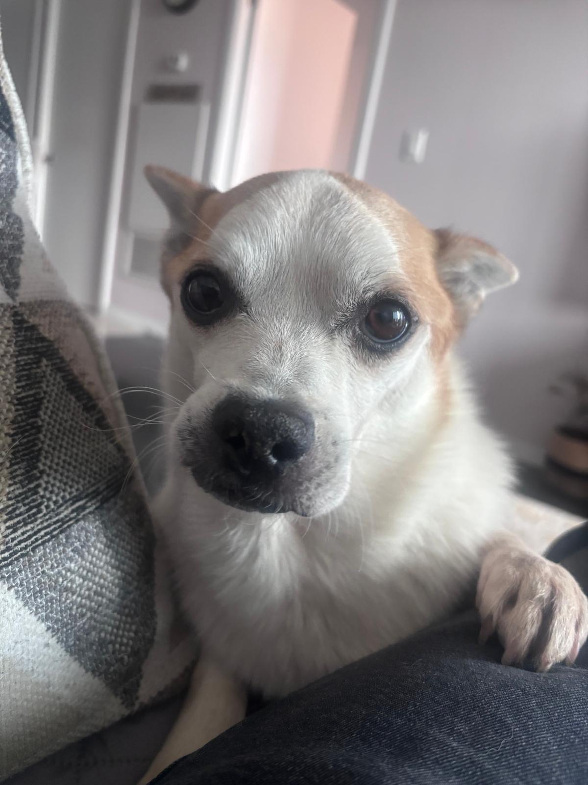 Enlarge Pimpi, a Adoptable mixed breed in Erin, ON image 4/4