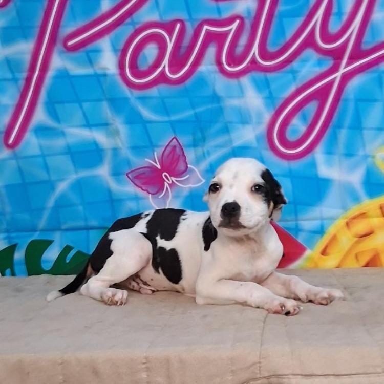 Wilder-Come Meet Me, ADOPTABLE, Puppy Male Hound & Mixed Breed.