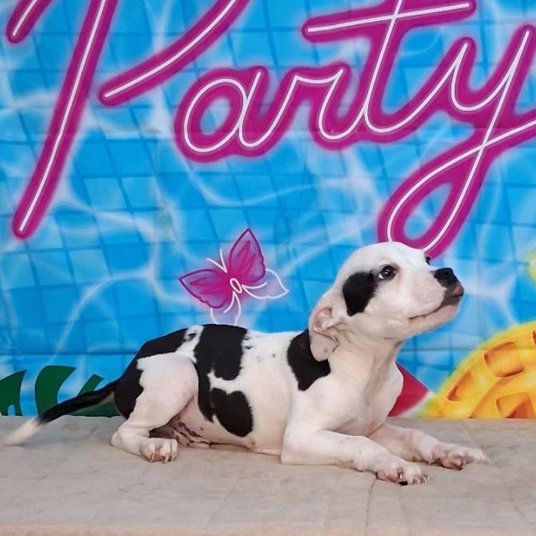 Enlarge Wilder-Come Meet Me, a ADOPTABLE mixed breed in Medfield, MA image 3/3