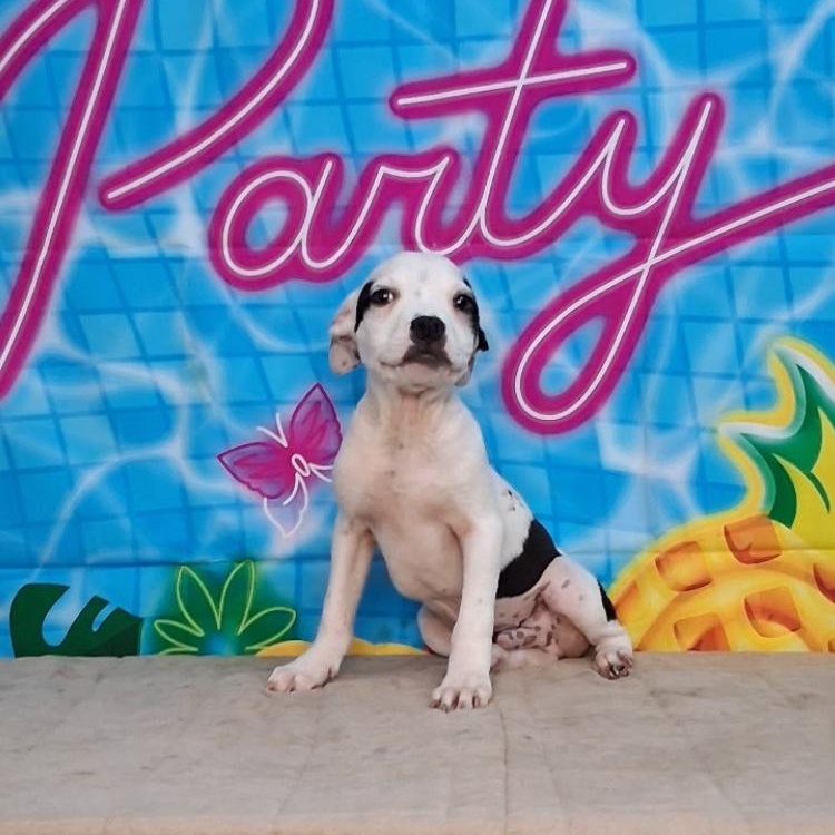 Enlarge Wilder-Come Meet Me, a ADOPTABLE mixed breed in Medfield, MA image 2/3
