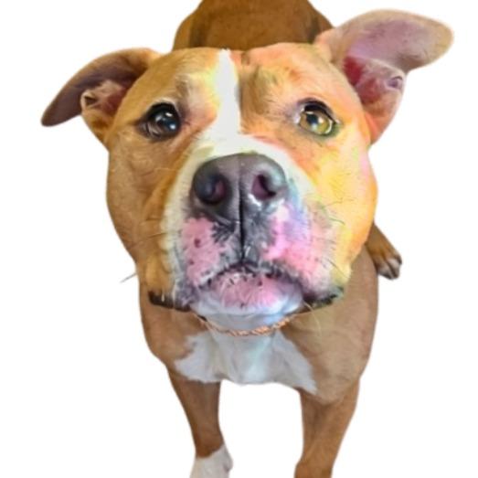 Sugar, Adoptable, Adult Female Mixed Breed.