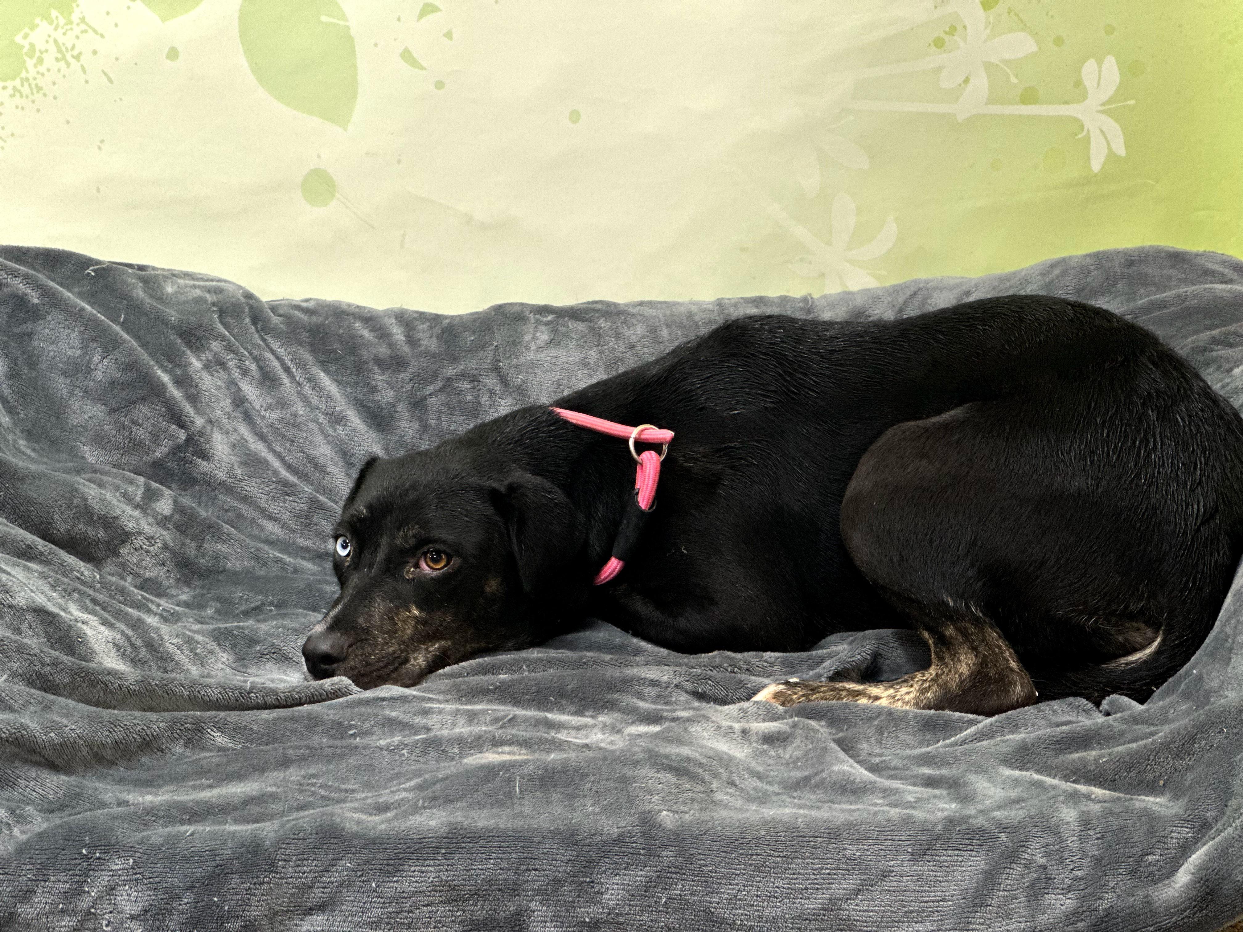 Lexi — thumbnail 3