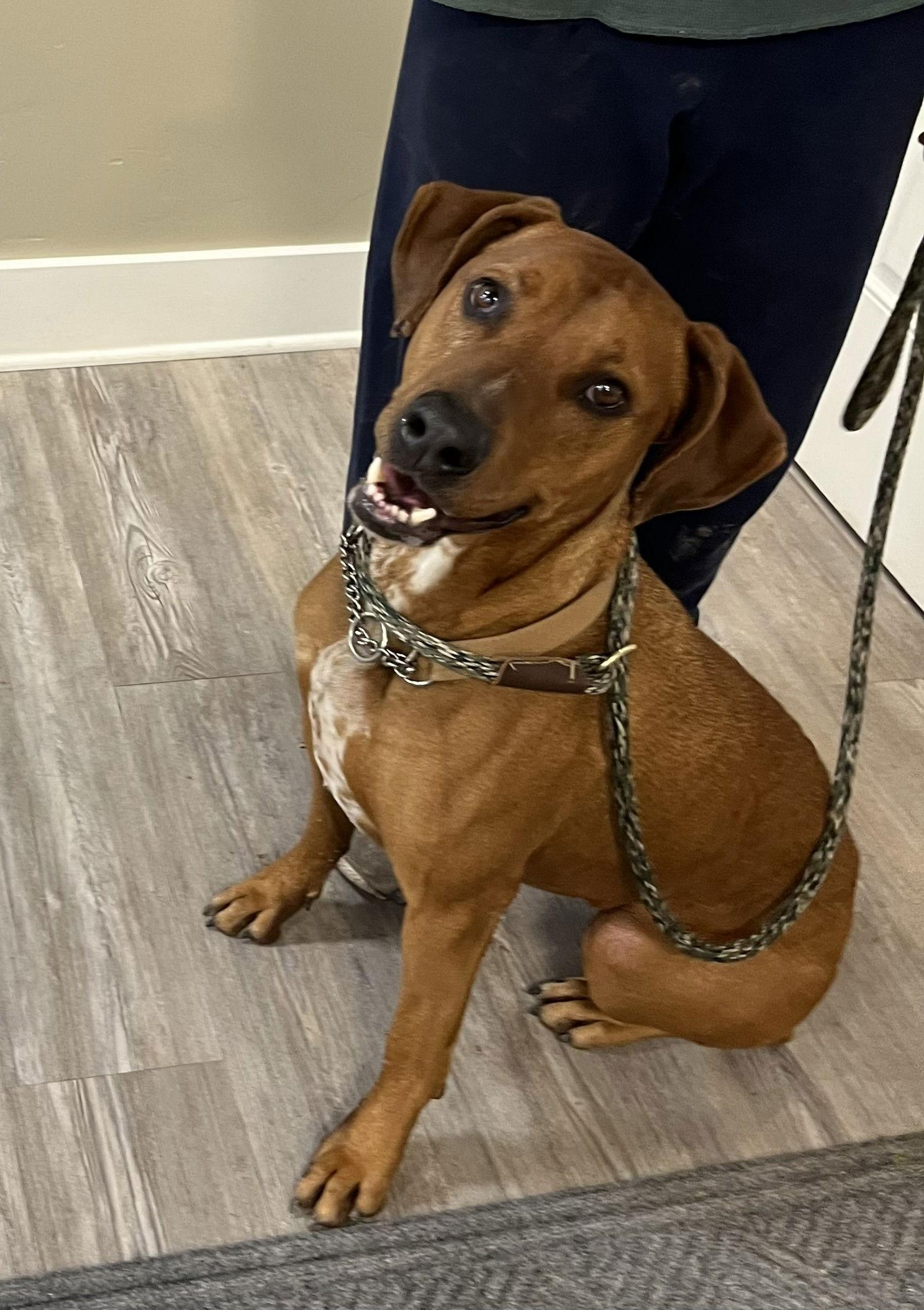 Rita, a Adoptable Mixed Breed in Emmett, ID image 2/3