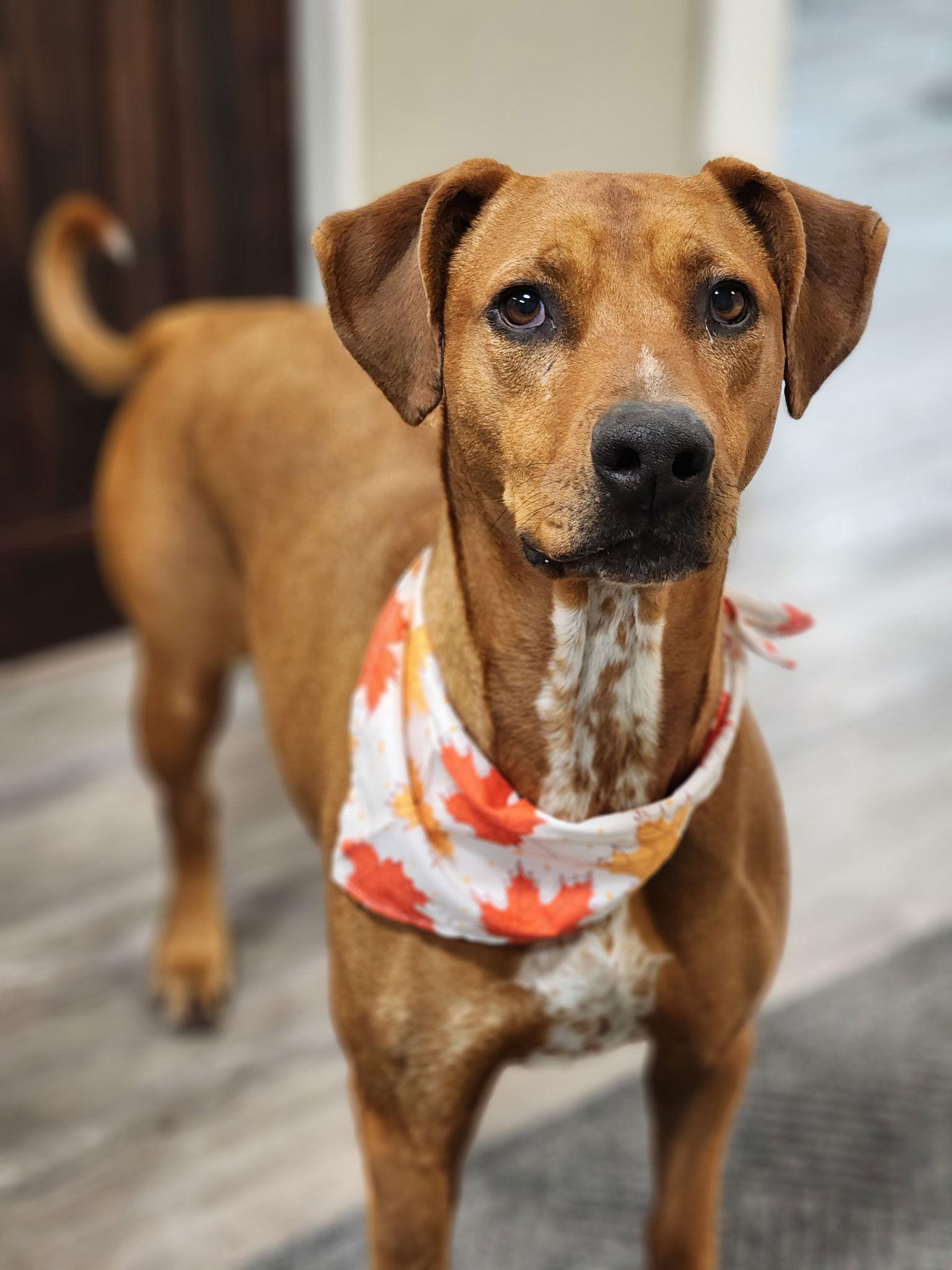 Rita, a Adoptable Mixed Breed in Emmett, ID image 3/3