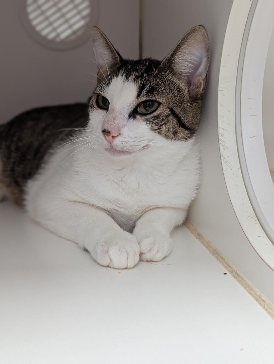 Butch, a Adoptable Domestic Short Hair in Mount Vernon, OH image 1/2