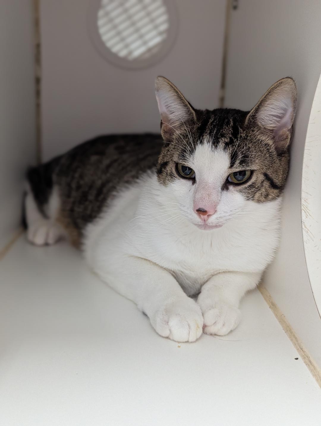 Butch, a Adoptable Domestic Short Hair in Mount Vernon, OH image 2/2