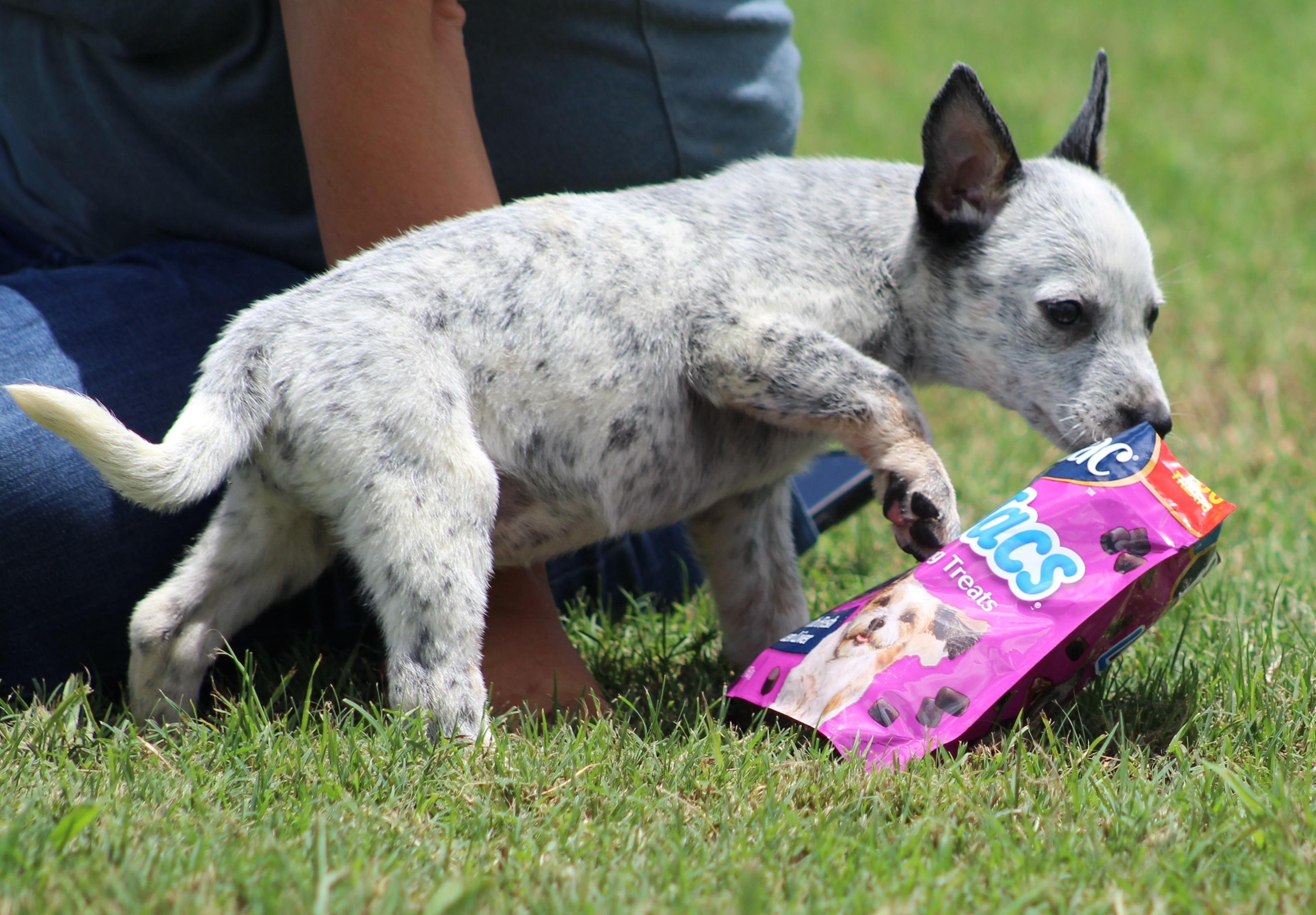 Amber, a ADOPTABLE Australian Cattle Dog / Blue Heeler in Temple, TX image 2/5