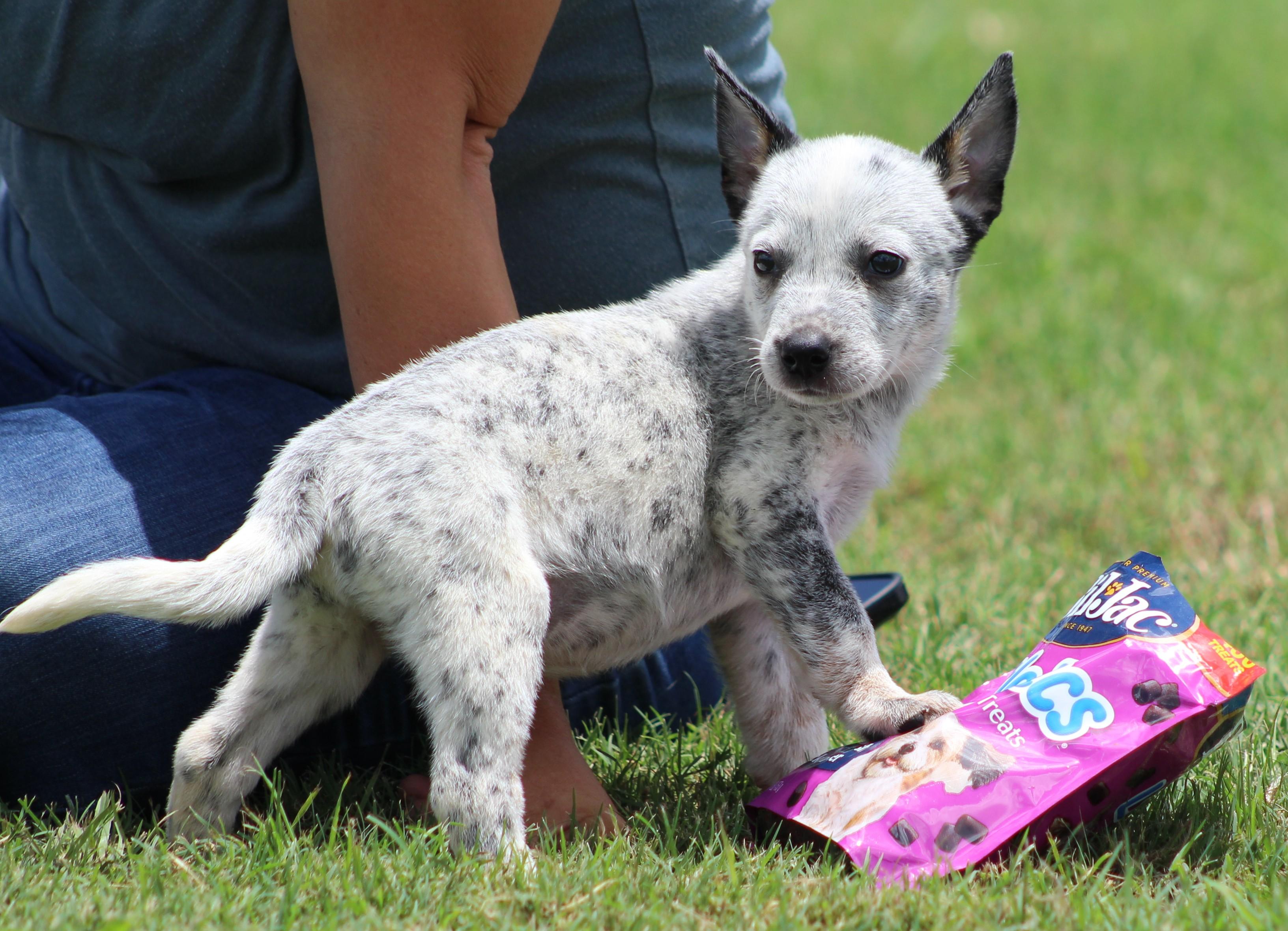 Amber, a ADOPTABLE Australian Cattle Dog / Blue Heeler in Temple, TX image 1/5