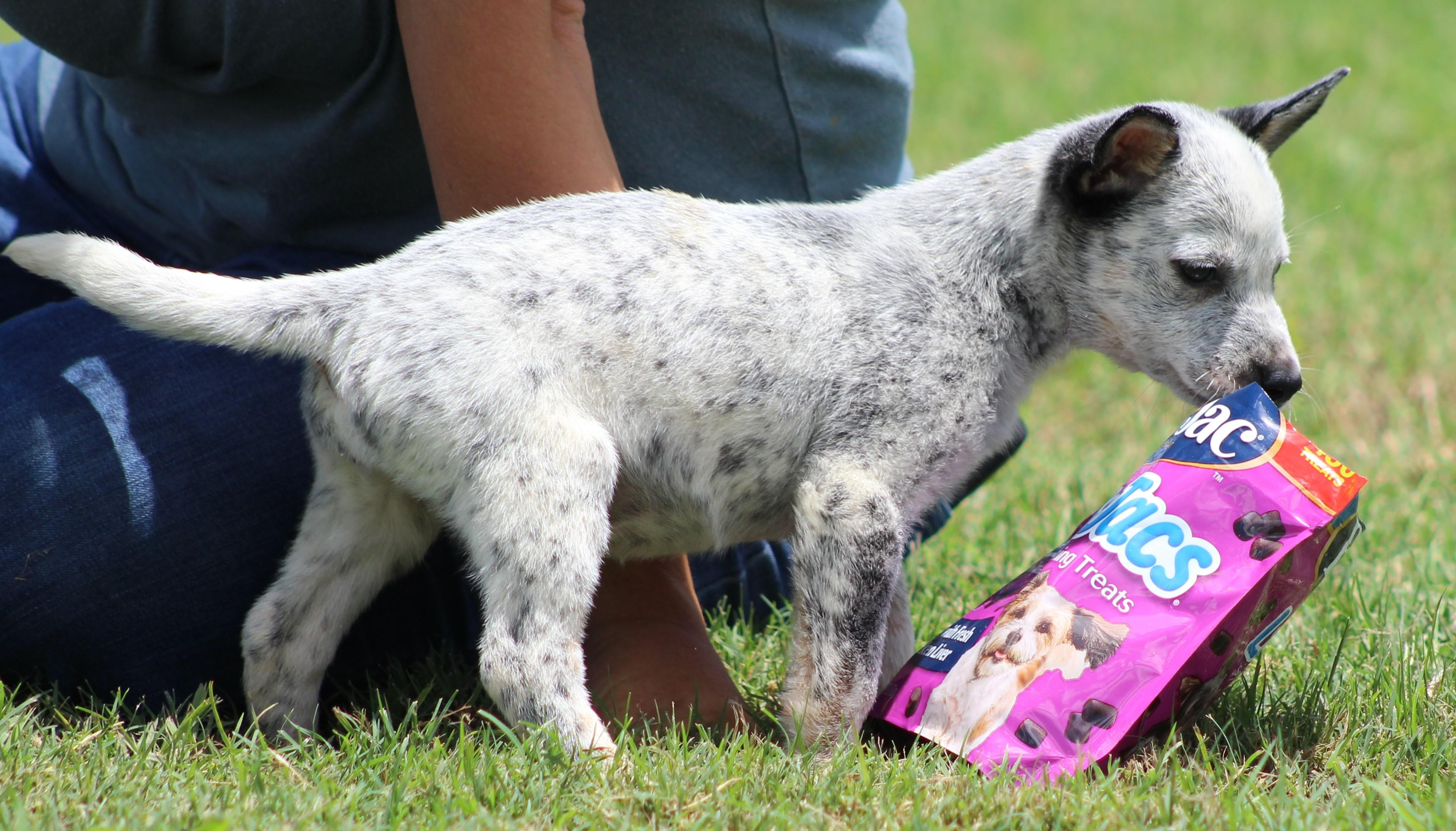 Amber, a ADOPTABLE Australian Cattle Dog / Blue Heeler in Temple, TX image 3/5