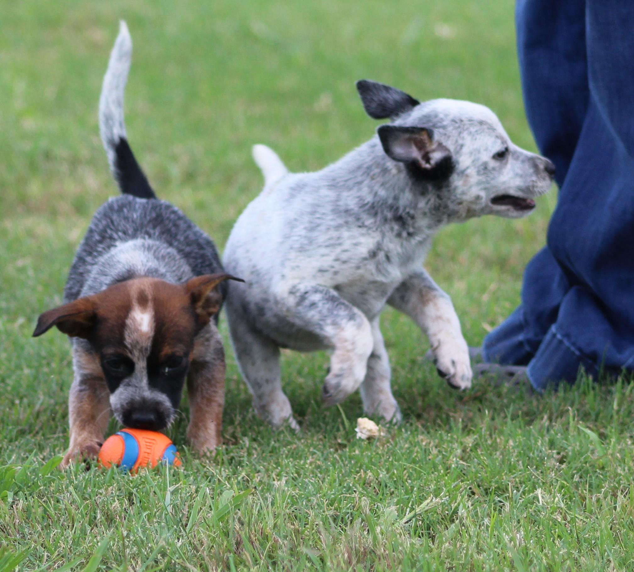 Amber, a ADOPTABLE Australian Cattle Dog / Blue Heeler in Temple, TX image 4/5