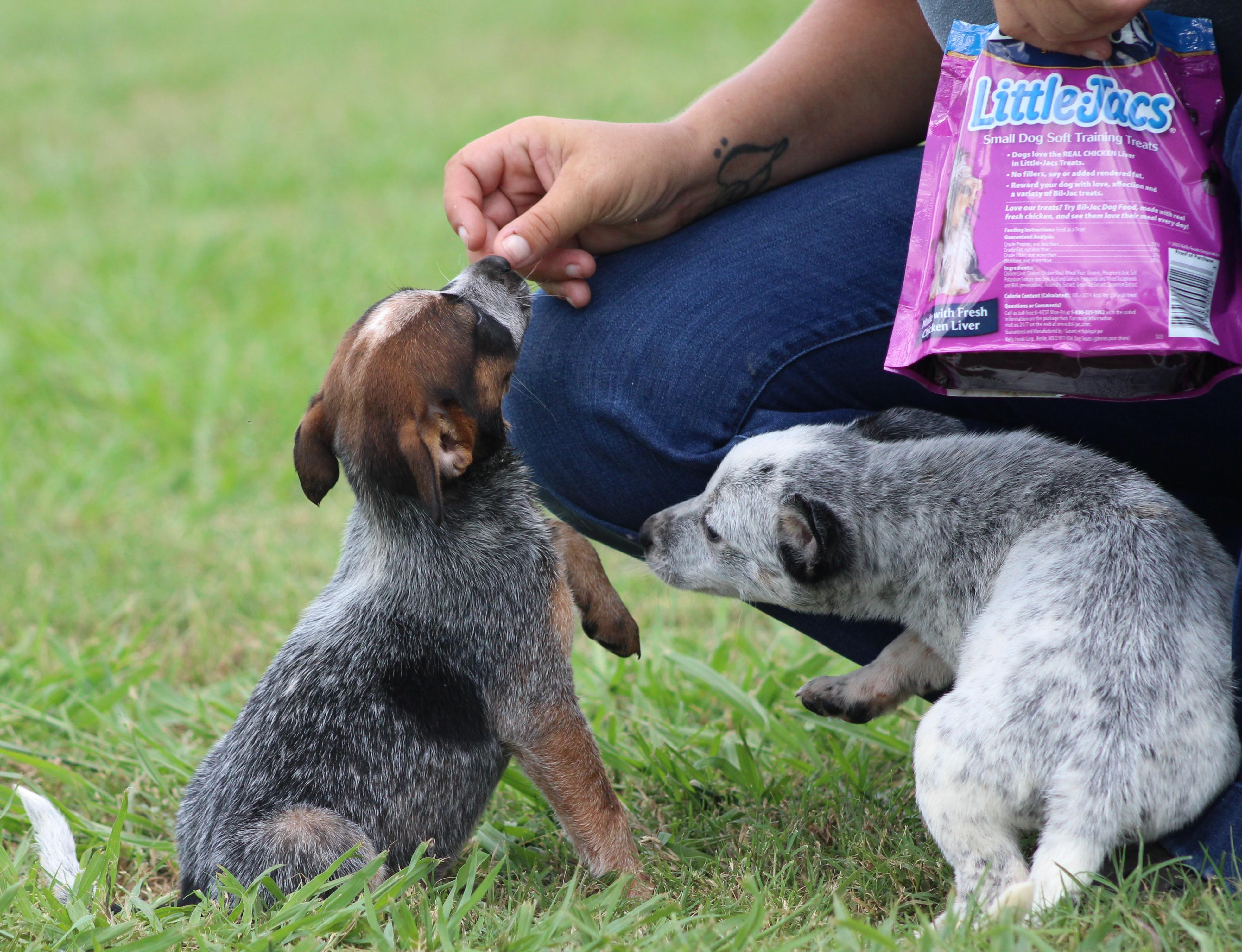 Amber, a ADOPTABLE Australian Cattle Dog / Blue Heeler in Temple, TX image 5/5