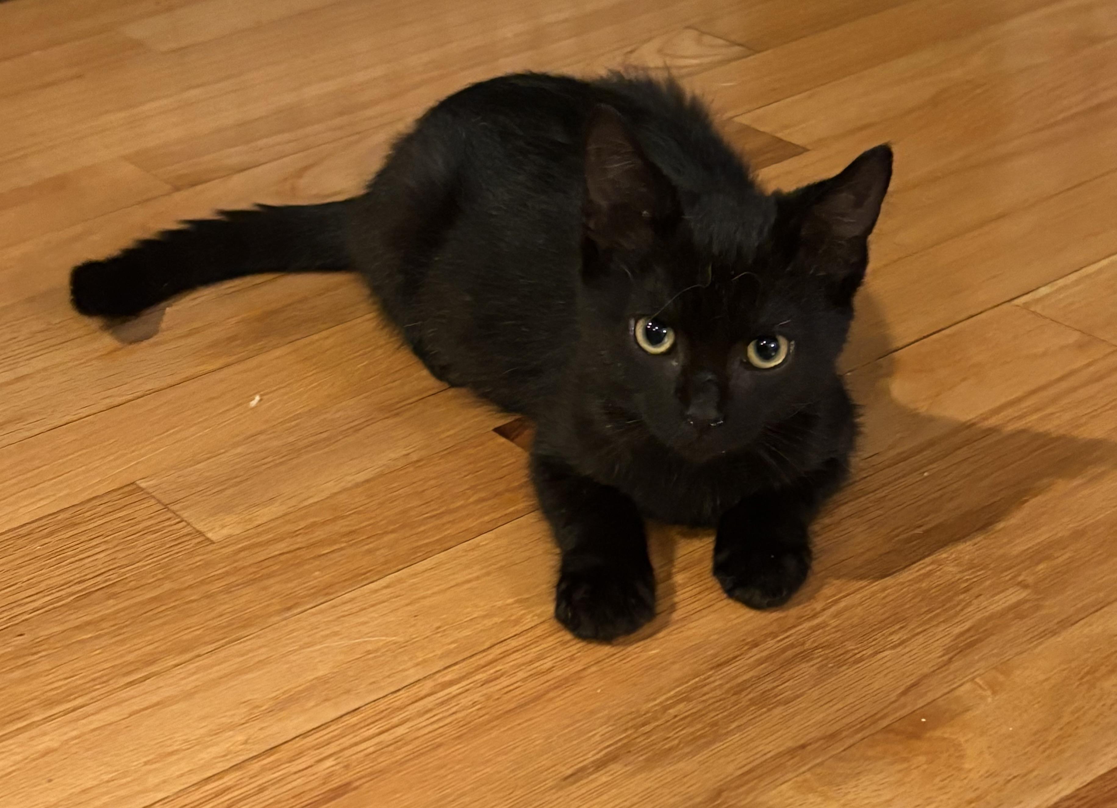 Luna, Adopted, Kitten Female Domestic Short Hair.