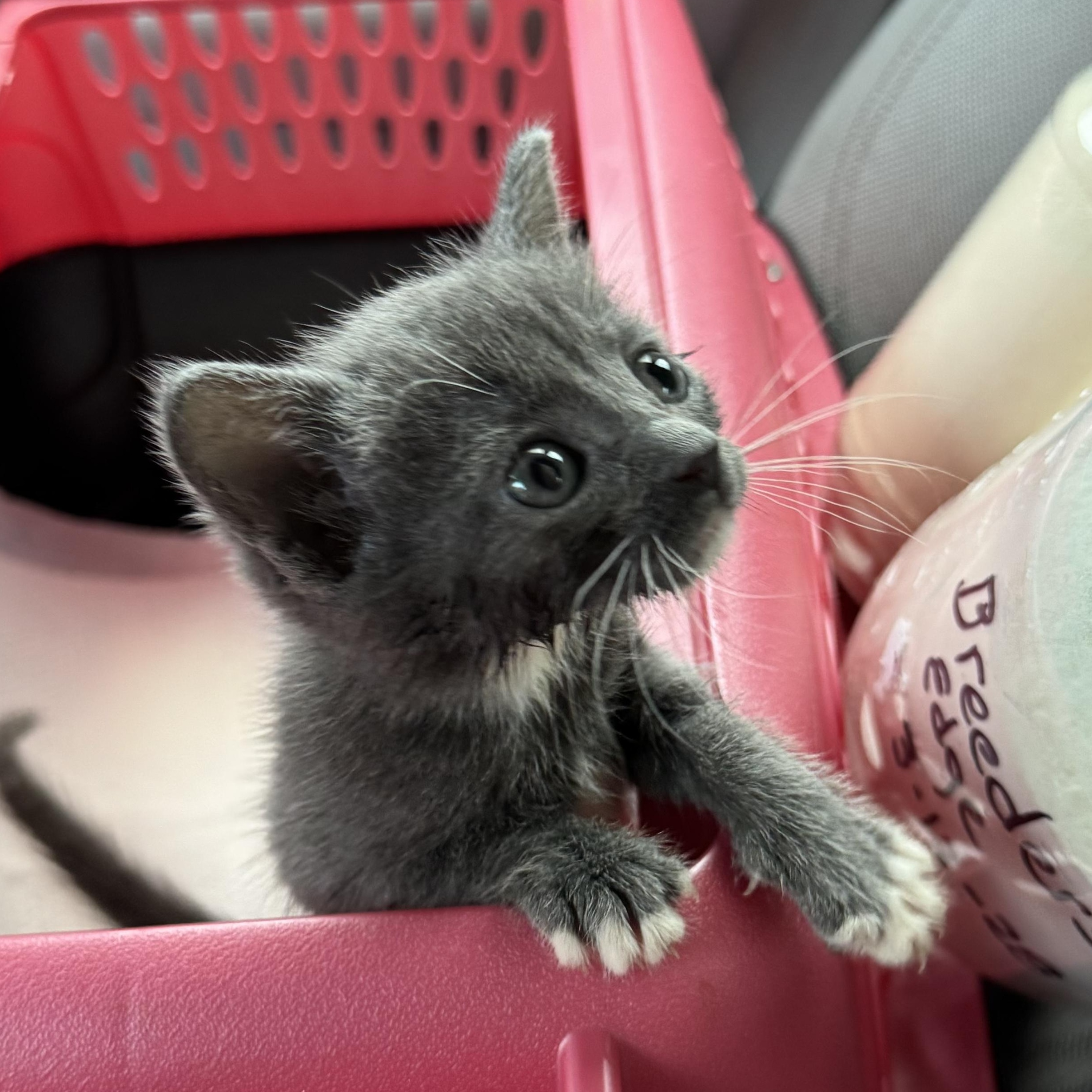 Vesper, Adoptable, Kitten Female Domestic Short Hair.