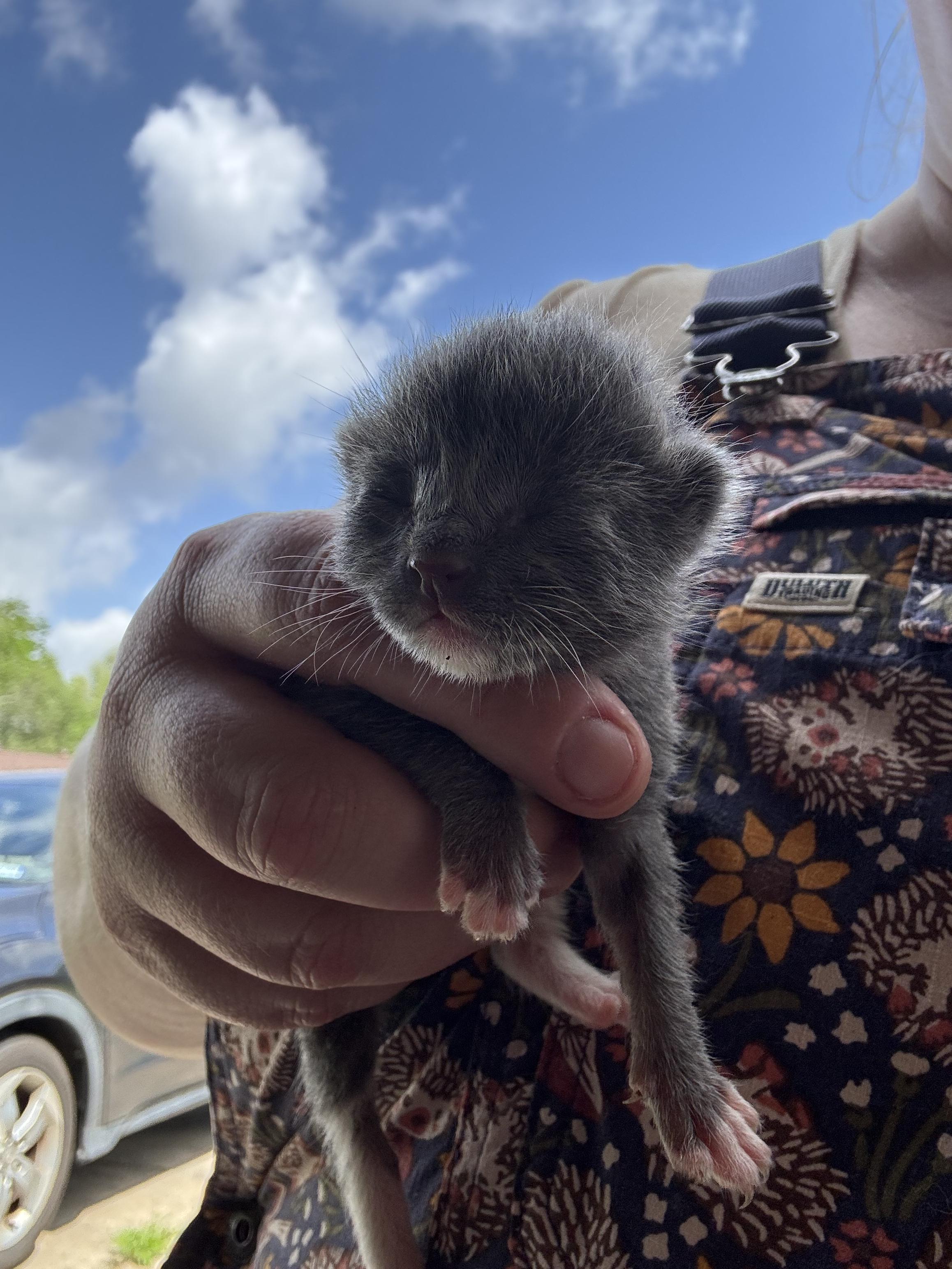 Enlarge Vesper, a Adoptable Domestic Short Hair in Houston, TX image 5/6