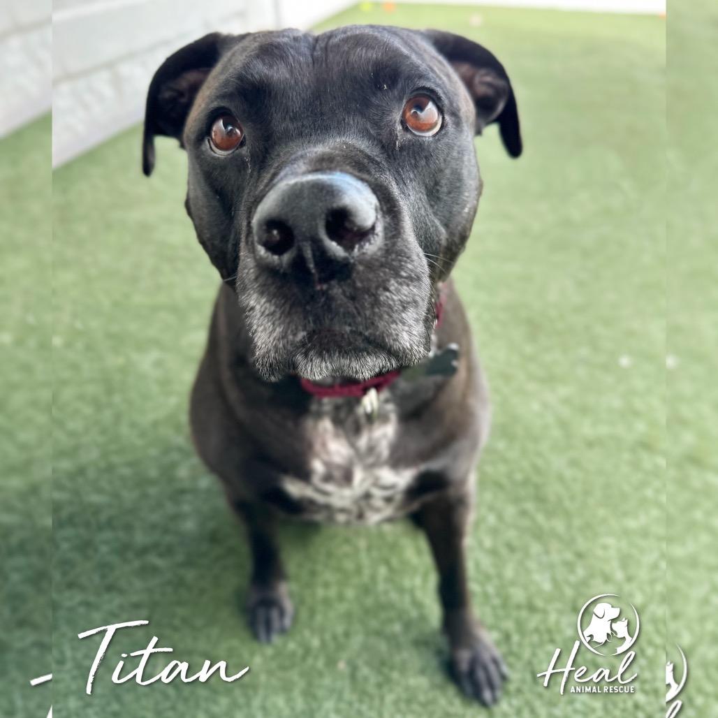 Titan, Adoptable, Adult Male Pit Bull Terrier.