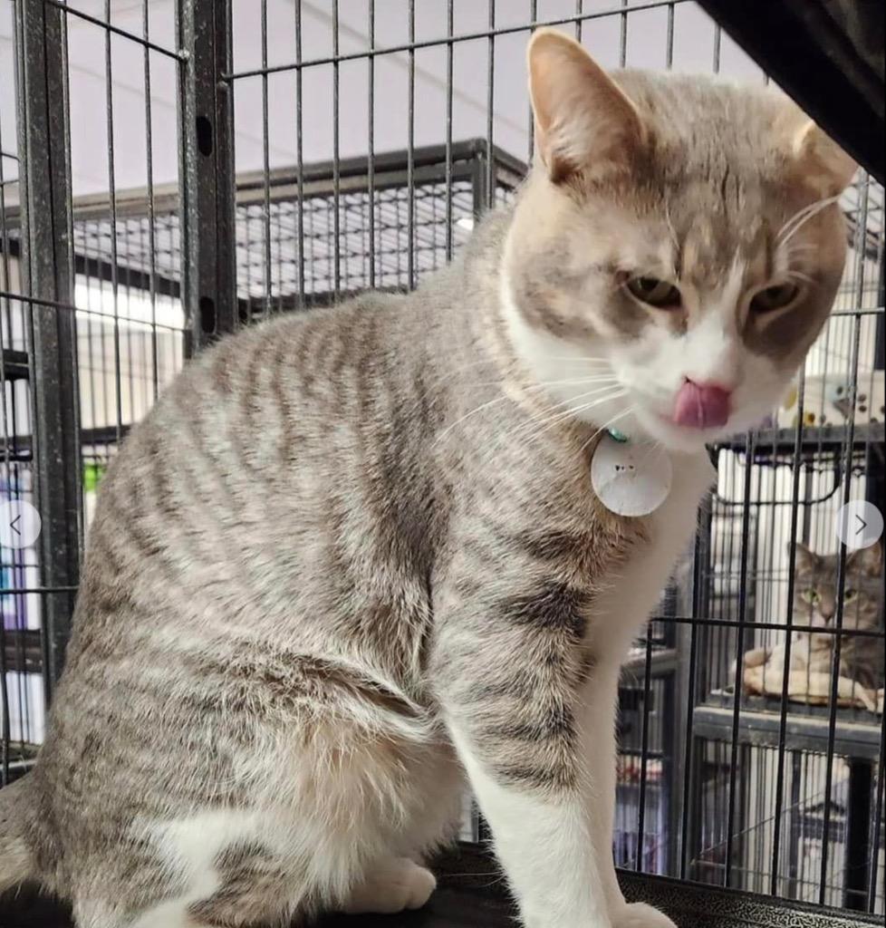 Sparkler (Hunt), Adoptable, Adult Male Domestic Short Hair.