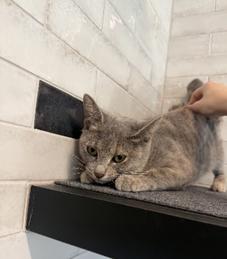 Enlarge Florence, a ADOPTABLE Domestic Short Hair in Hillsboro, MO image 2/2