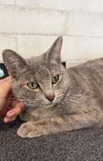 Florence, ADOPTABLE, Kitten Female Domestic Short Hair.