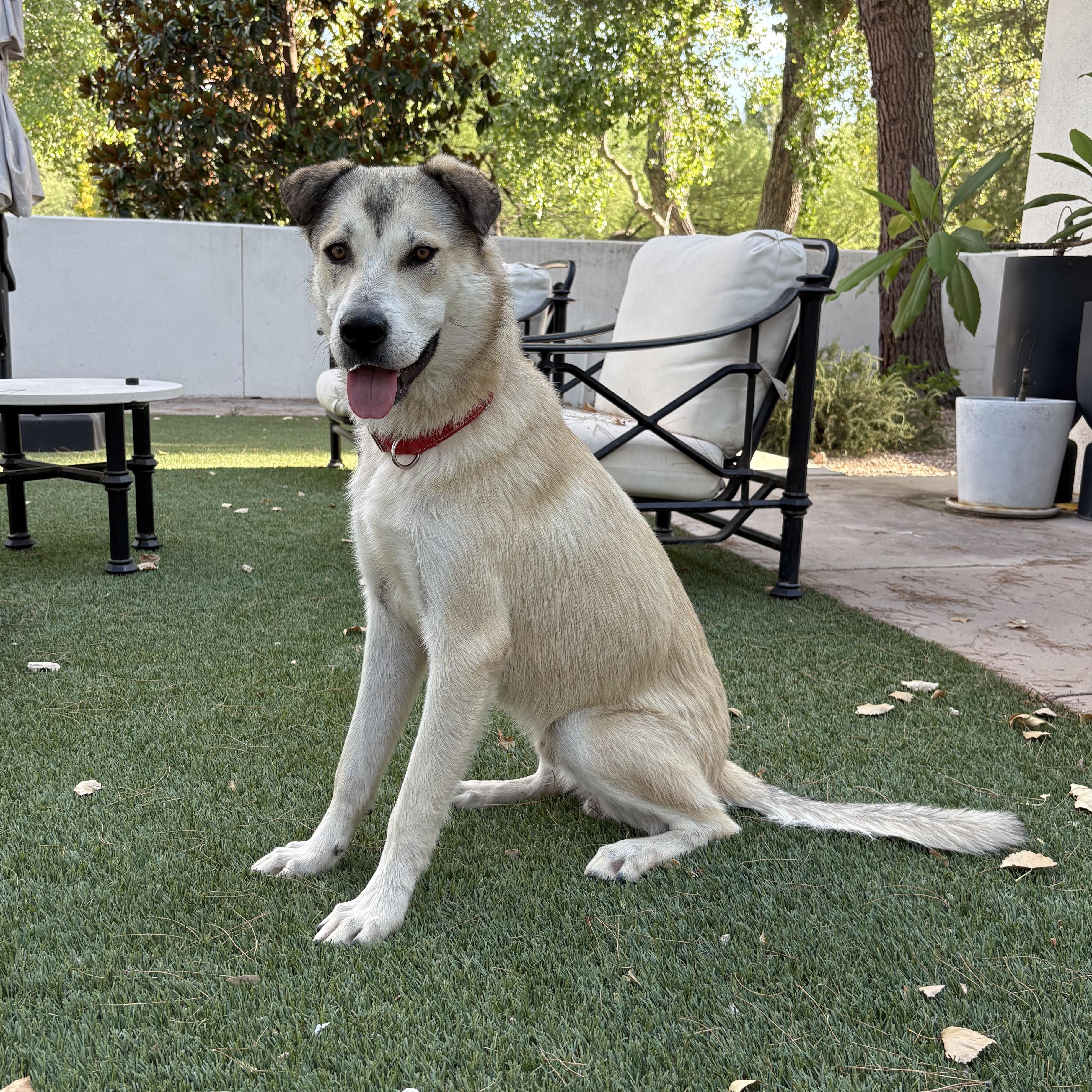 Enlarge Bunga, a Adoptable mixed breed in Tucson, AZ image 1/6