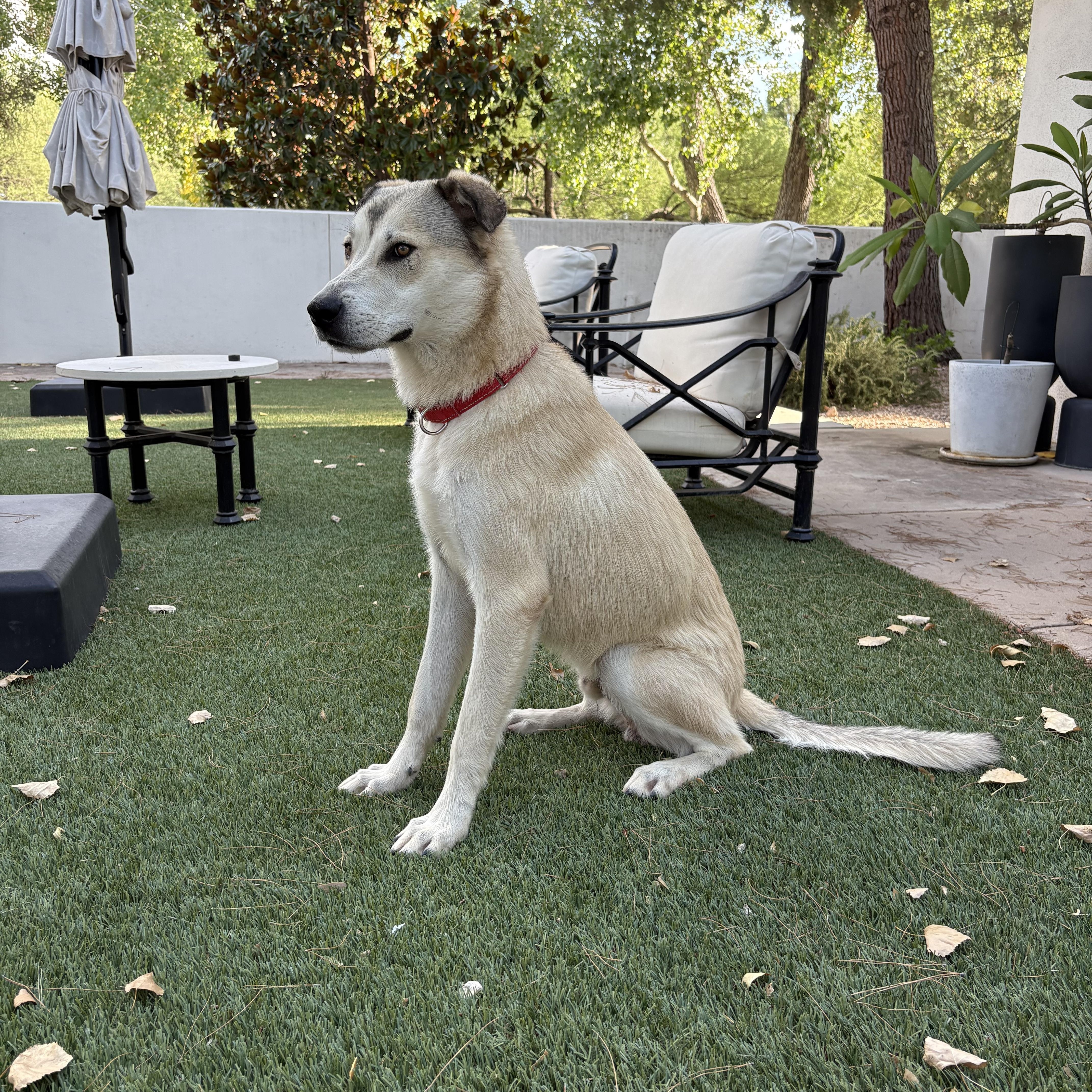Enlarge Bunga, a Adoptable mixed breed in Tucson, AZ image 3/6