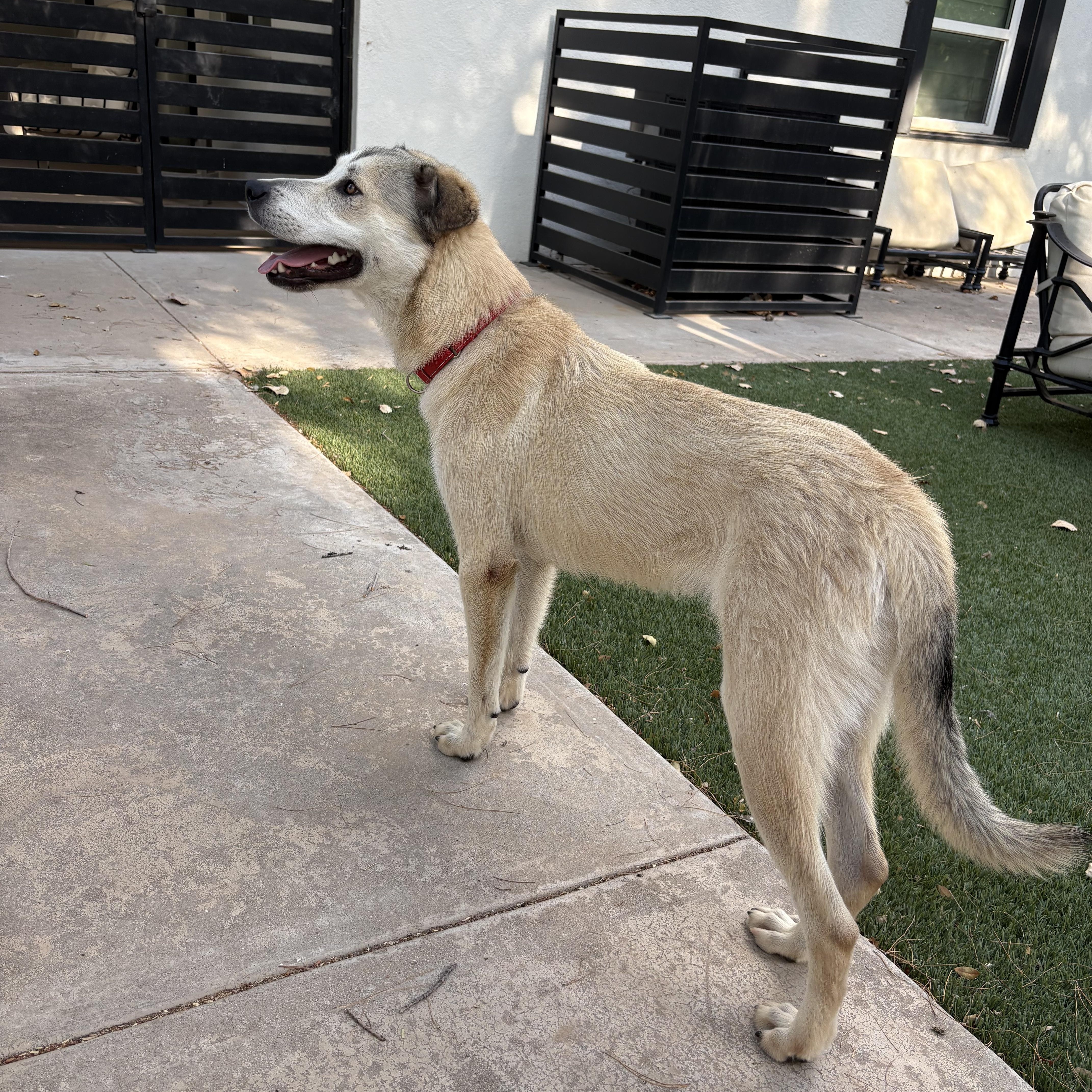 Enlarge Bunga, a Adoptable mixed breed in Tucson, AZ image 5/6