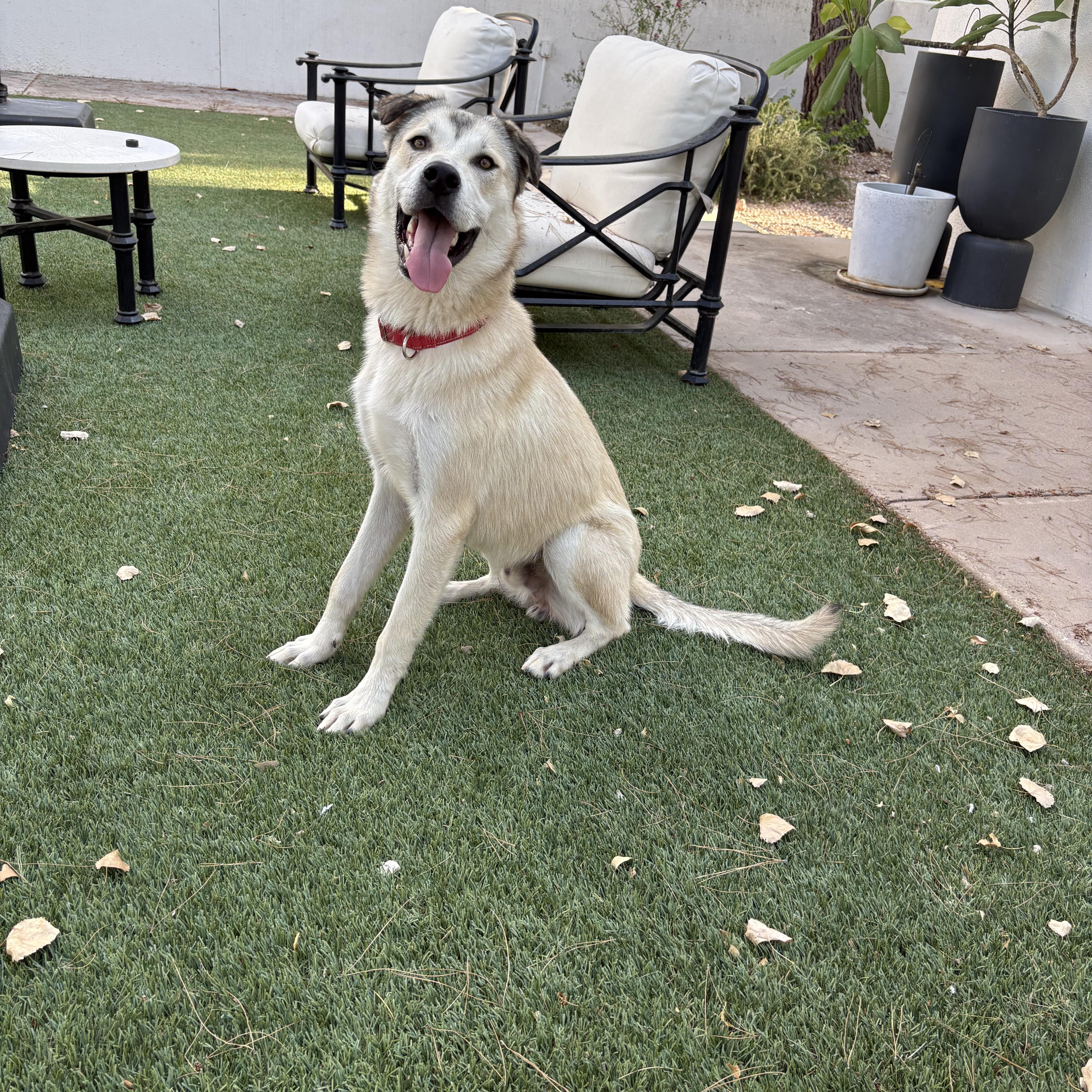 Enlarge Bunga, a Adoptable mixed breed in Tucson, AZ image 4/6