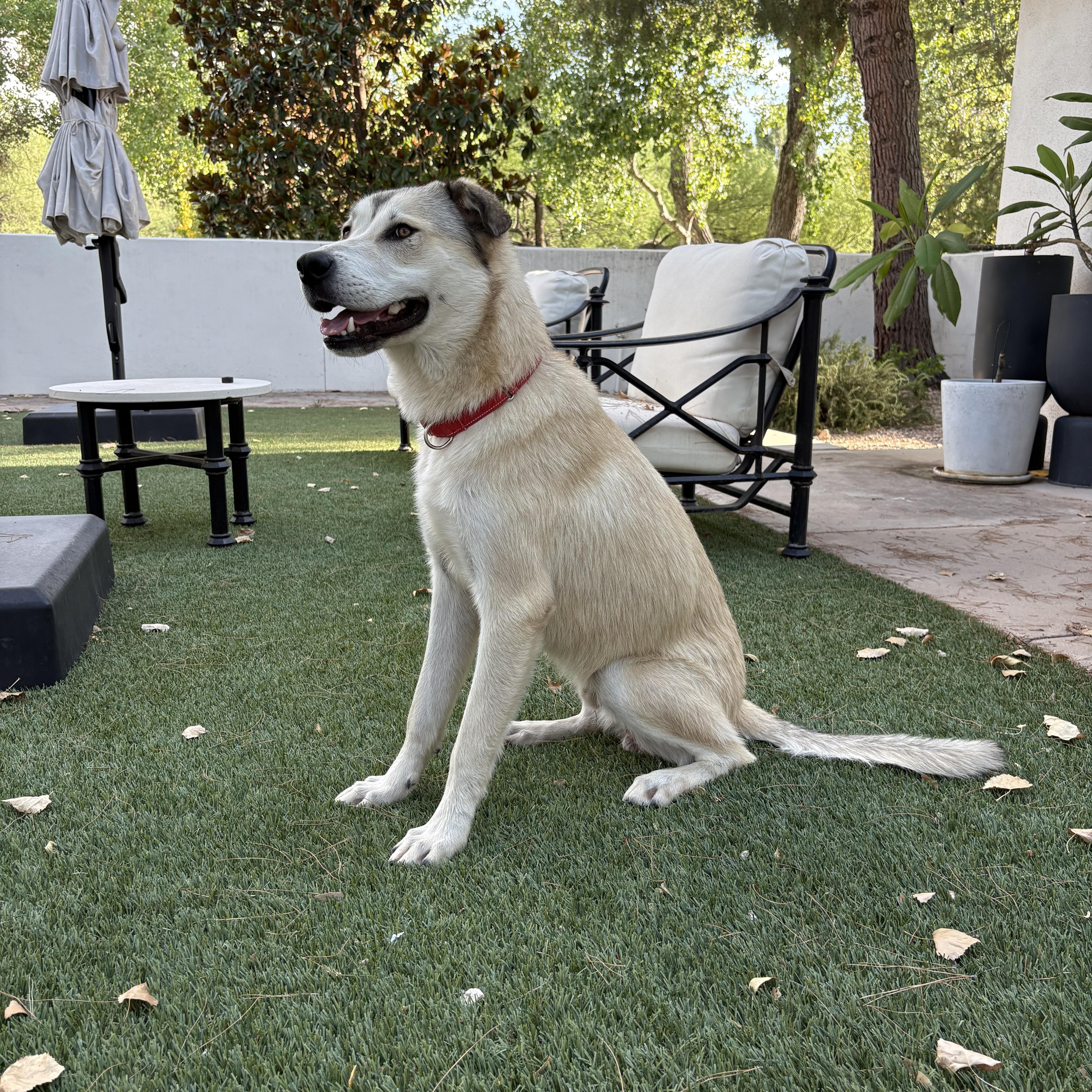 Enlarge Bunga, a Adoptable mixed breed in Tucson, AZ image 2/6