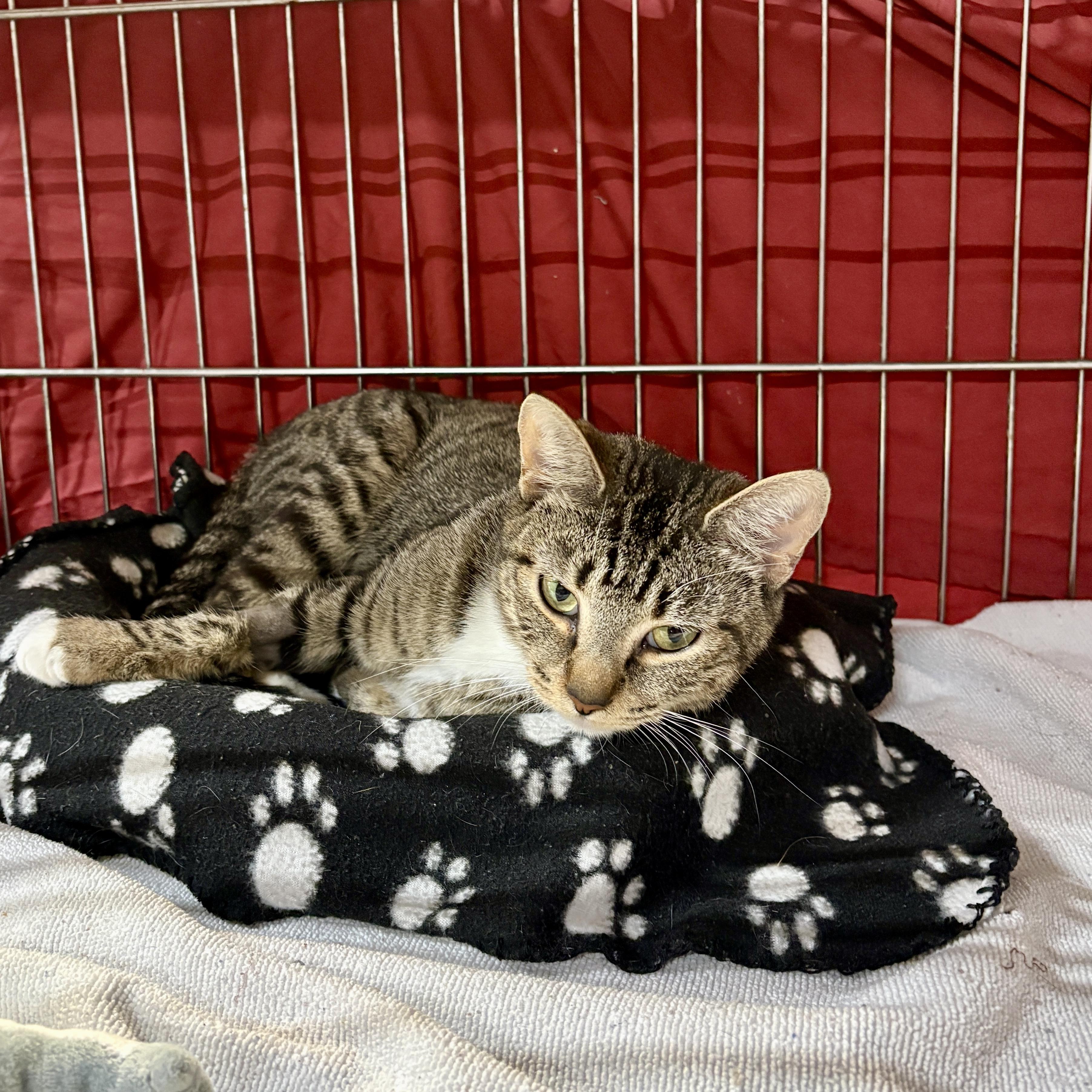 Enlarge Penne, a Adoptable Domestic Short Hair in Centerville, GA image 1/2