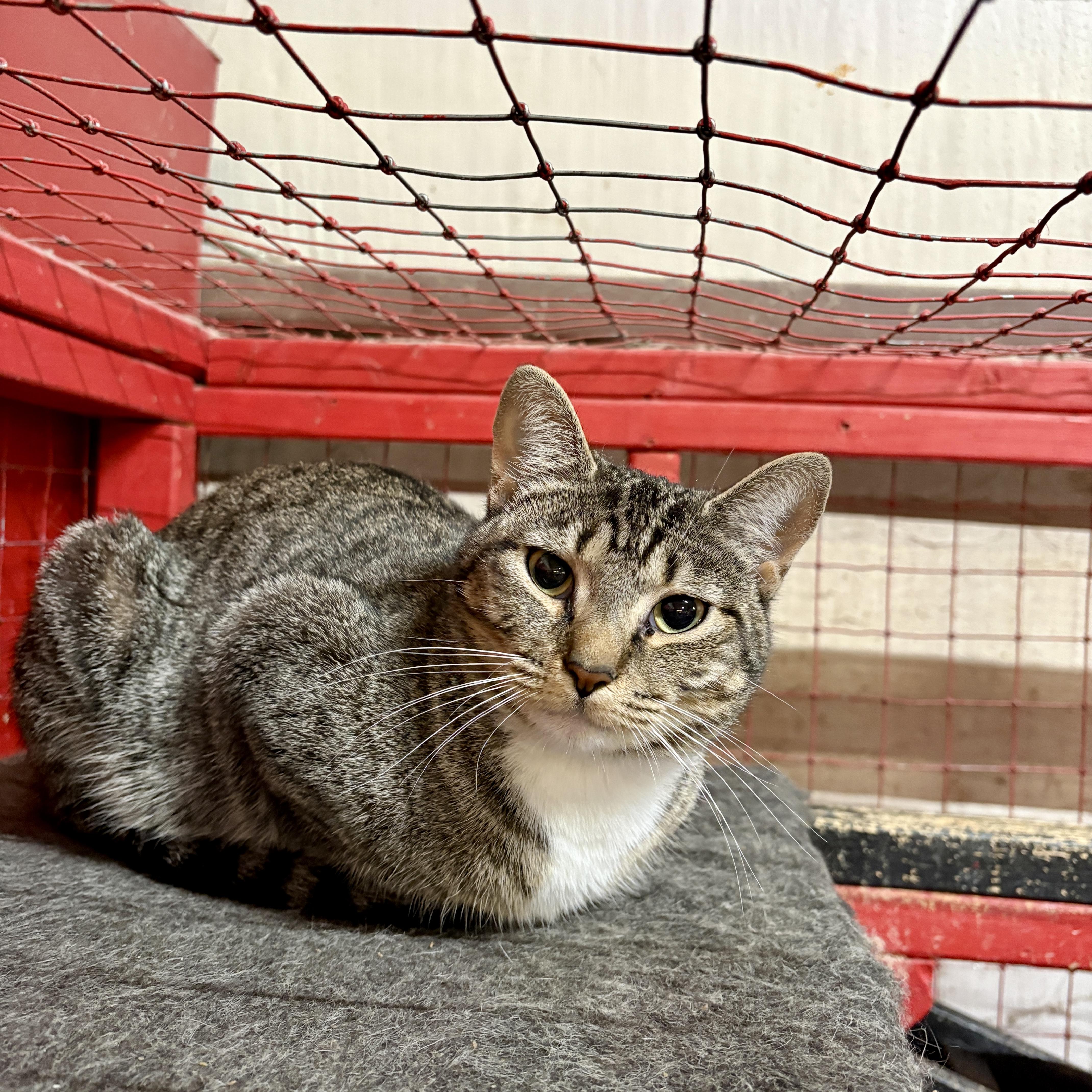 Enlarge Penne, a Adoptable Domestic Short Hair in Centerville, GA image 2/2