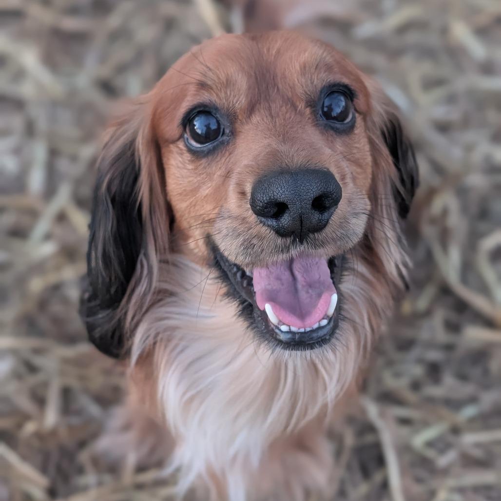 Enlarge Tommy, a Adoptable mixed breed in Newton, IA image 1/1