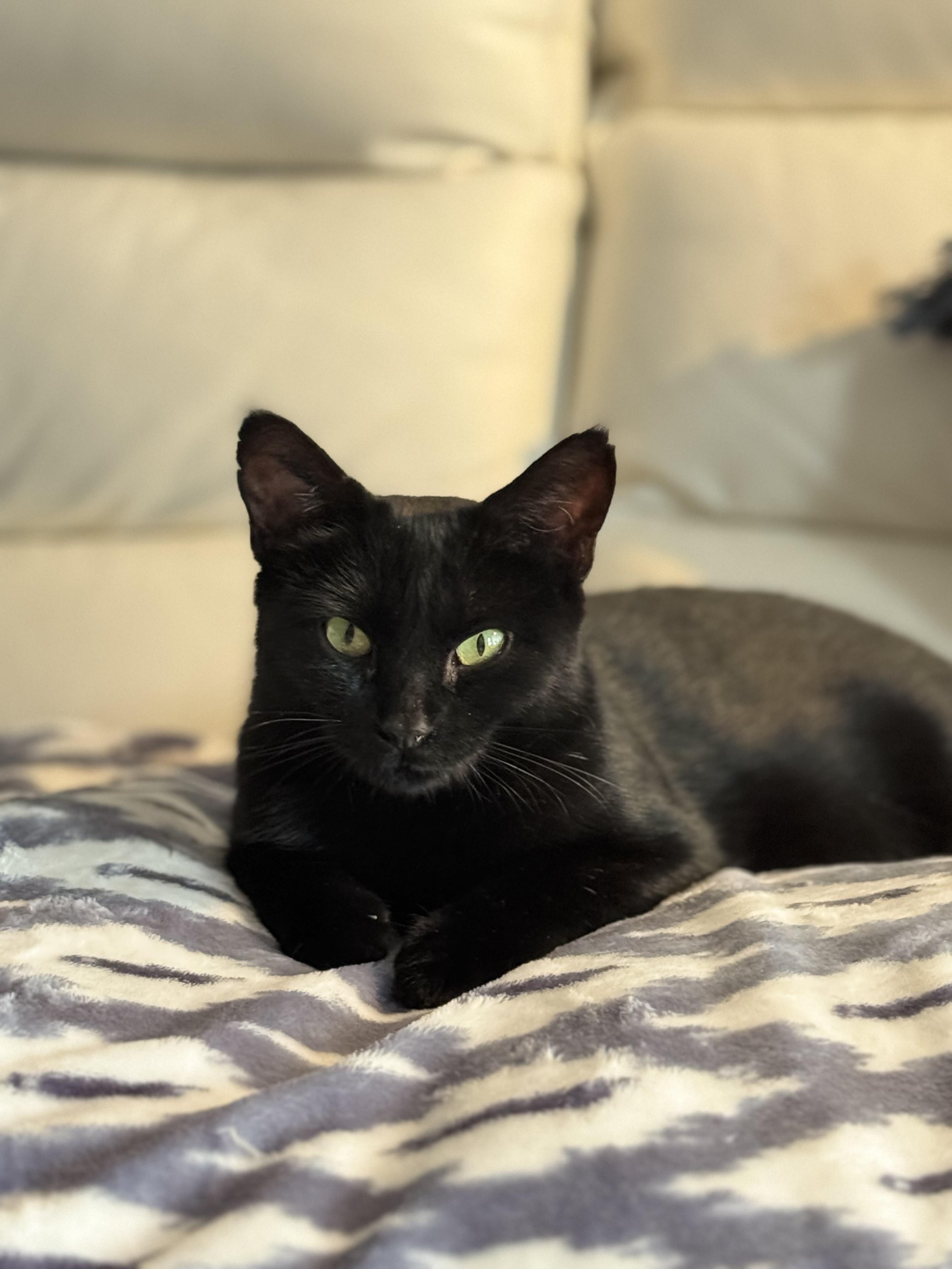 Enlarge Chai, a Adoptable Domestic Short Hair in Courtenay, BC image 1/4